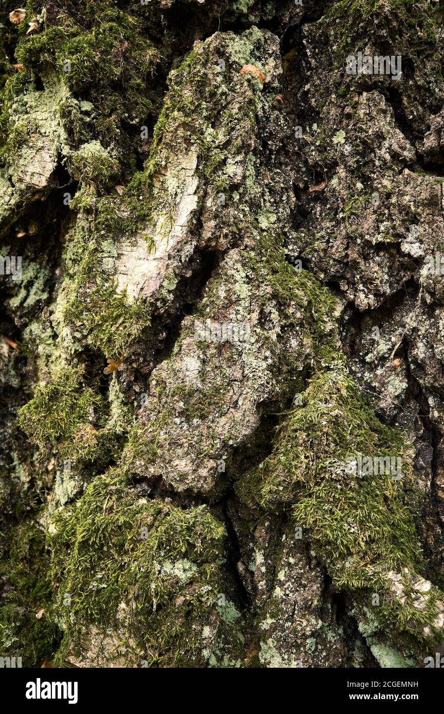 Birkenrindenmuster. Moosgewachsener Stamm von gealterter Birke. Vertikale Nahaufnahme. Eine strukturierte, holprige, Relief, gewellte, gebrochene, trockene Rinde. Stockfoto