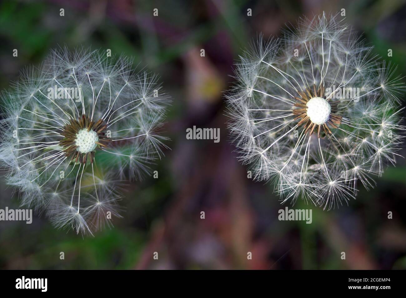 Polen; Taraxacum officinale, der gewöhnliche Löwinenzapfen, Samen. Makro. Mniszek-Pospolität. 普通的蒲公英，種子 Löwenzahn, Samen. Diente de León común, semillas. Stockfoto