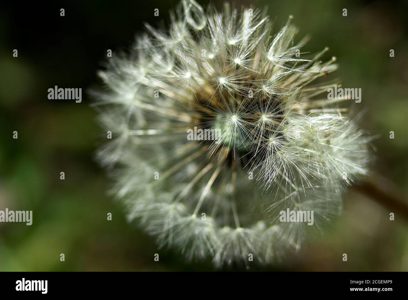 Polen; Taraxacum officinale, der gewöhnliche Löwinenzapfen, Samen. Makro. Mniszek-Pospolität. 普通的蒲公英，種子 Löwenzahn, Samen. Diente de León común, semillas. Stockfoto