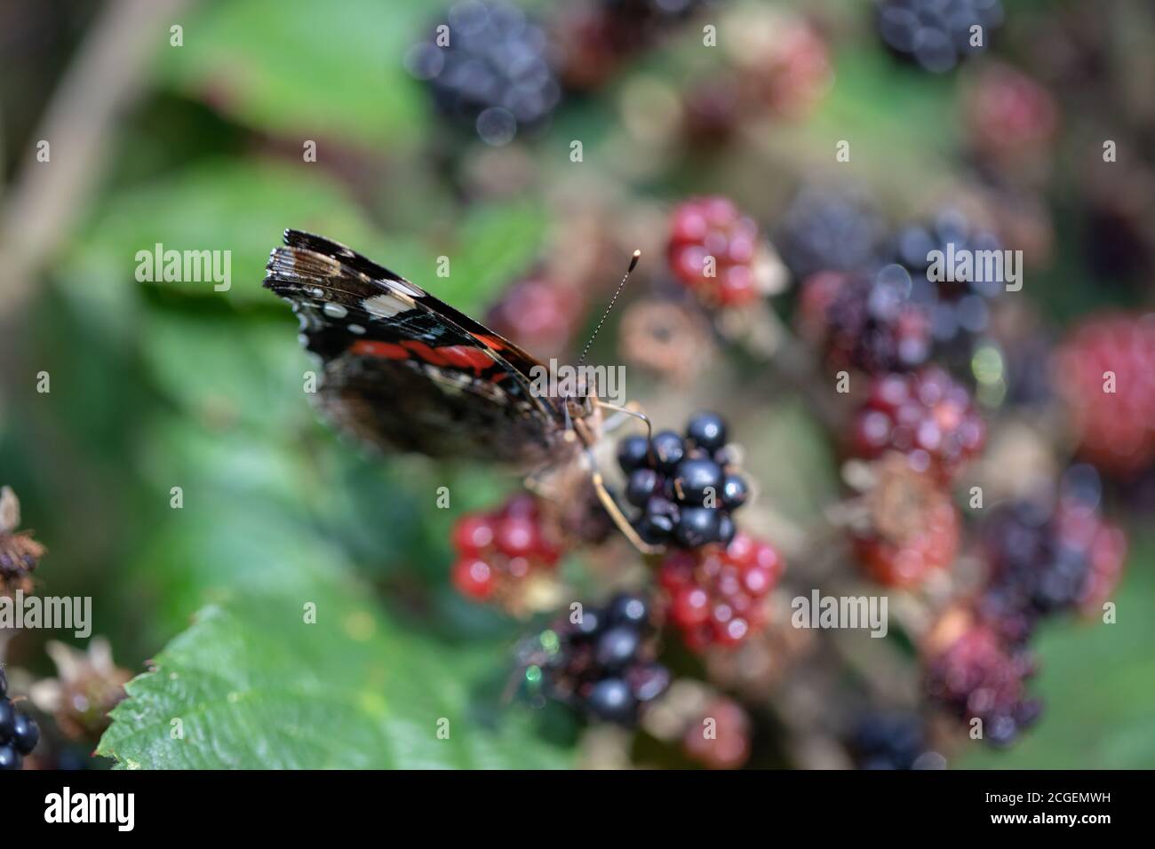 Schmetterling des roten Admirals (Vanessa atalanta). Fütterung von überreifen Brombeeren (Rubus fruticosus), mit teilweise offenen Flügeln. Stockfoto