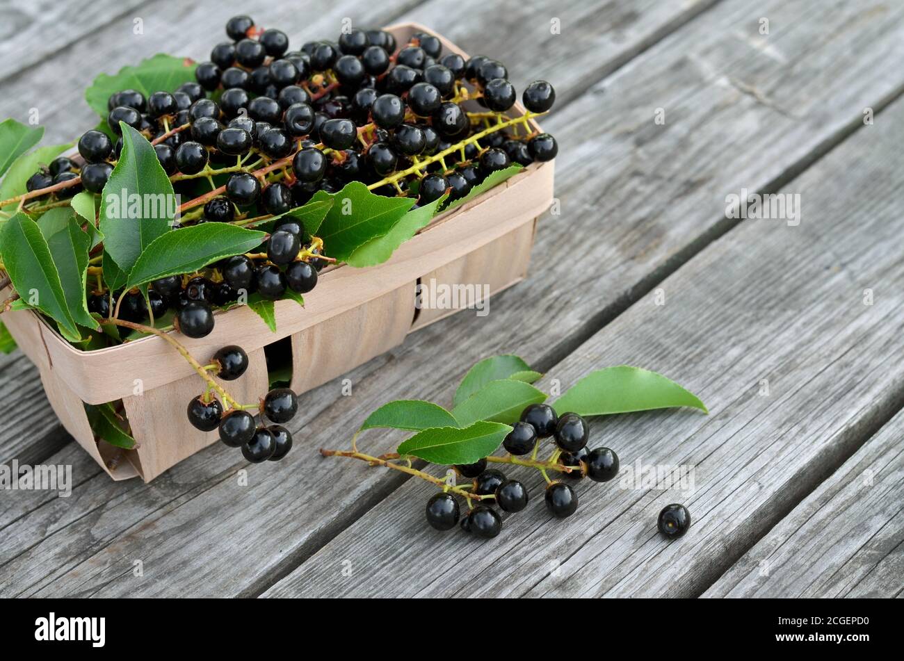 Prunus serotina. Schwarze reife Vogelkirschbeeren in einem Korb auf einem alten Holztisch Nahaufnahme. Selektiver Fokus Stockfoto