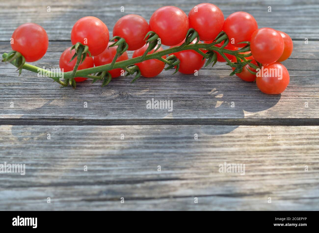 Rote Kirschtomaten auf einem Ast auf einem alten Holztisch als Hintergrund. Nahaufnahme, selektiver Fokus. Stockfoto