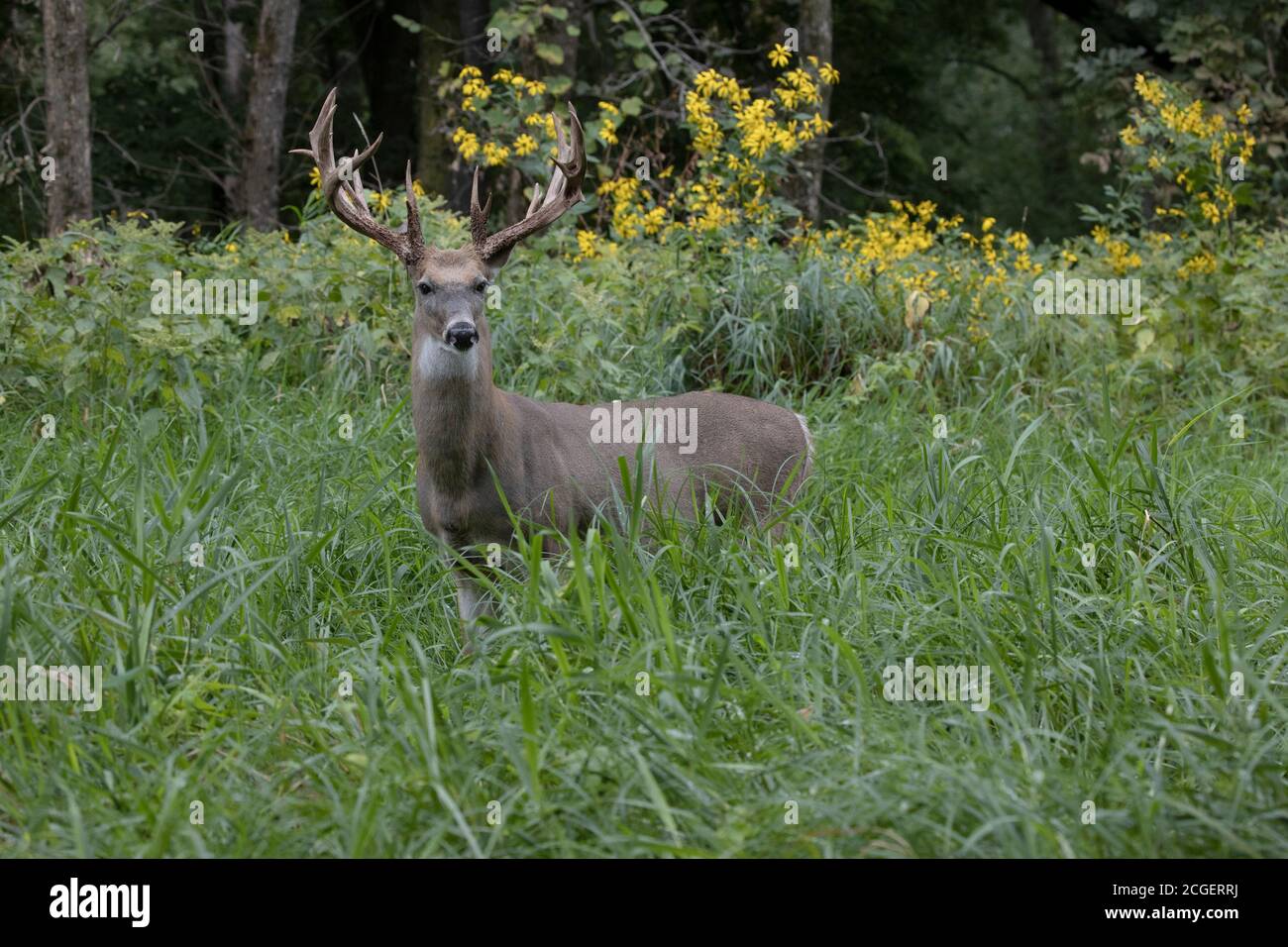 Weißschwanzhirsch (Odocoileus virginianus), Buck mit großem Geweih Stockfoto