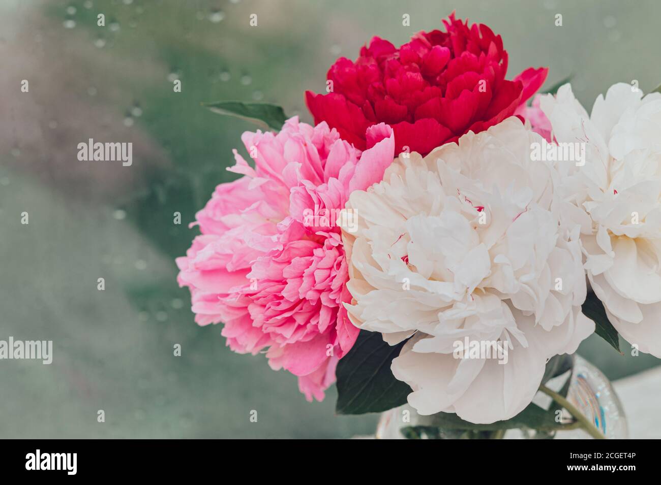 Bouquet von frischen üppigen duftenden bunten Pfingstrosen in der Nähe eines nassen Regentropfen Fenster aus der Nähe Stockfoto