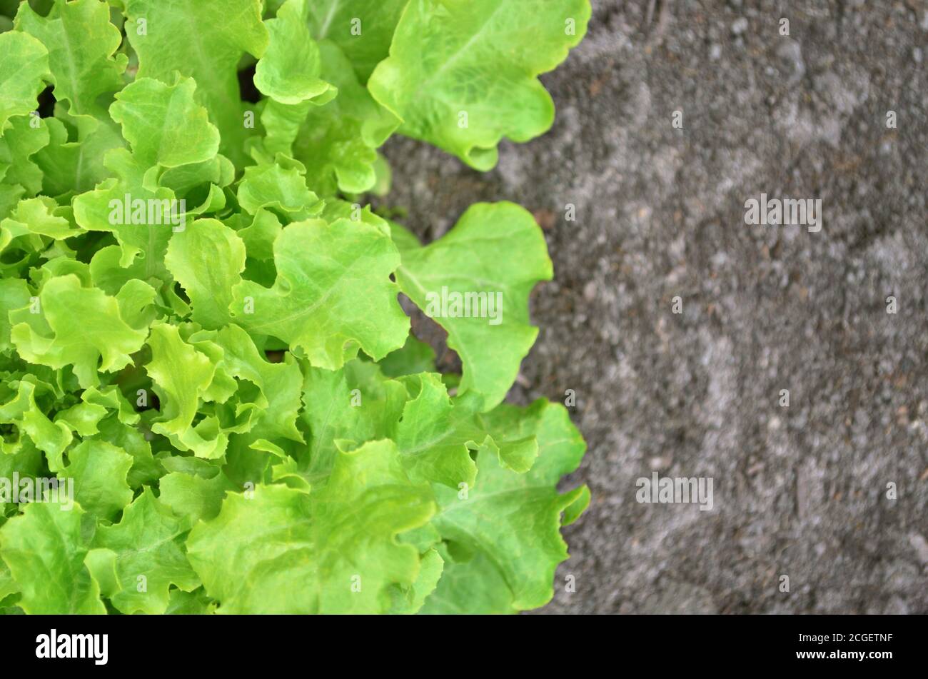 Frischer grüner Salat wächst im Garten. Kann als Hintergrund verwendet werden. Selektiver Fokus, Kopierbereich Stockfoto