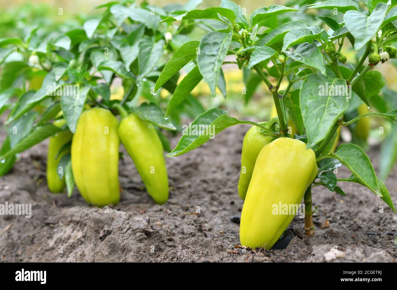 Im Gemüsegarten wachsen süße gelbe Paprikasträucher. Nahaufnahme, selektiver Fokus. Stockfoto
