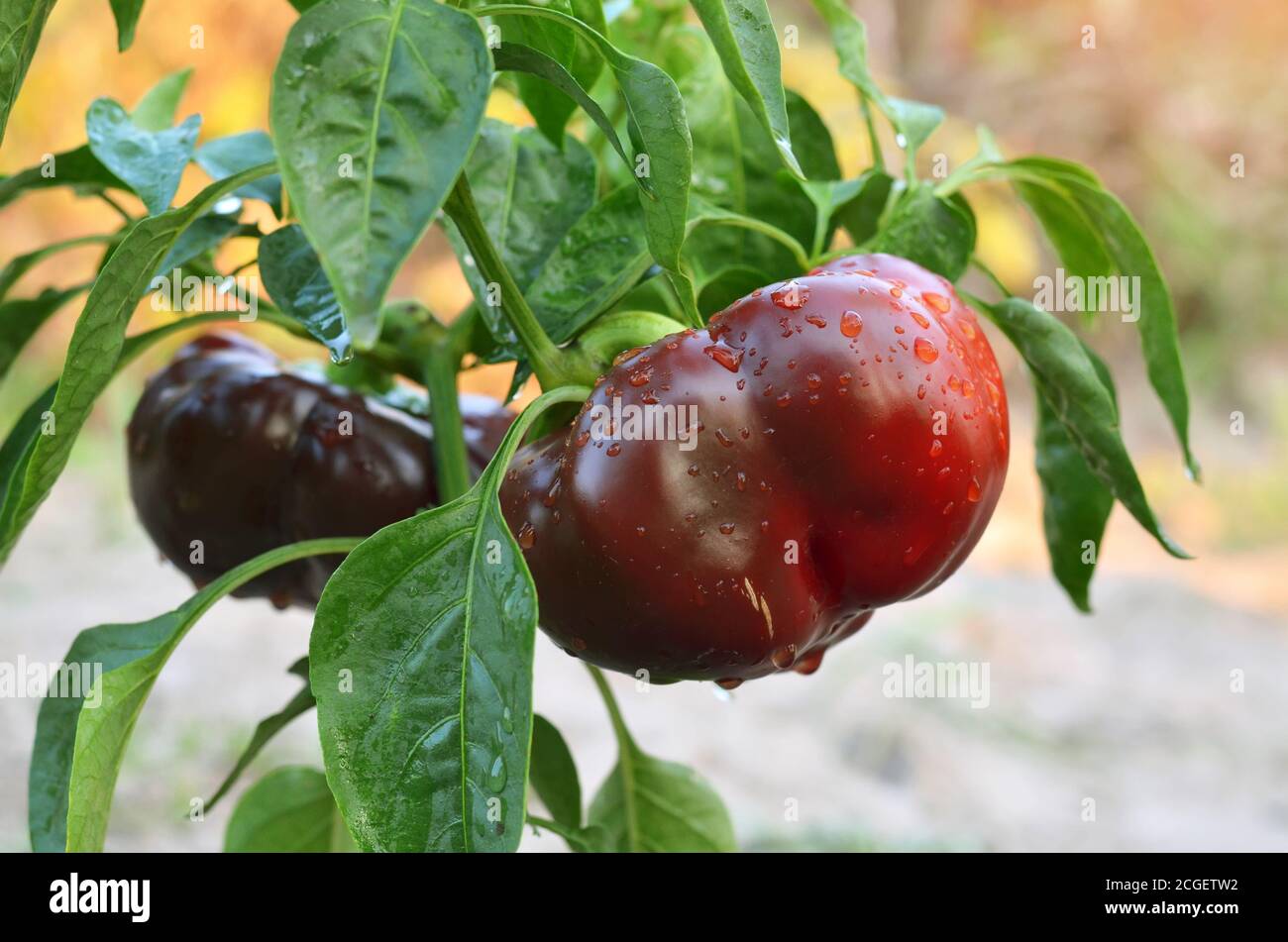 Roter Paprikastrauch wächst im Gemüsegarten. Nahaufnahme, selektiver Fokus. Stockfoto