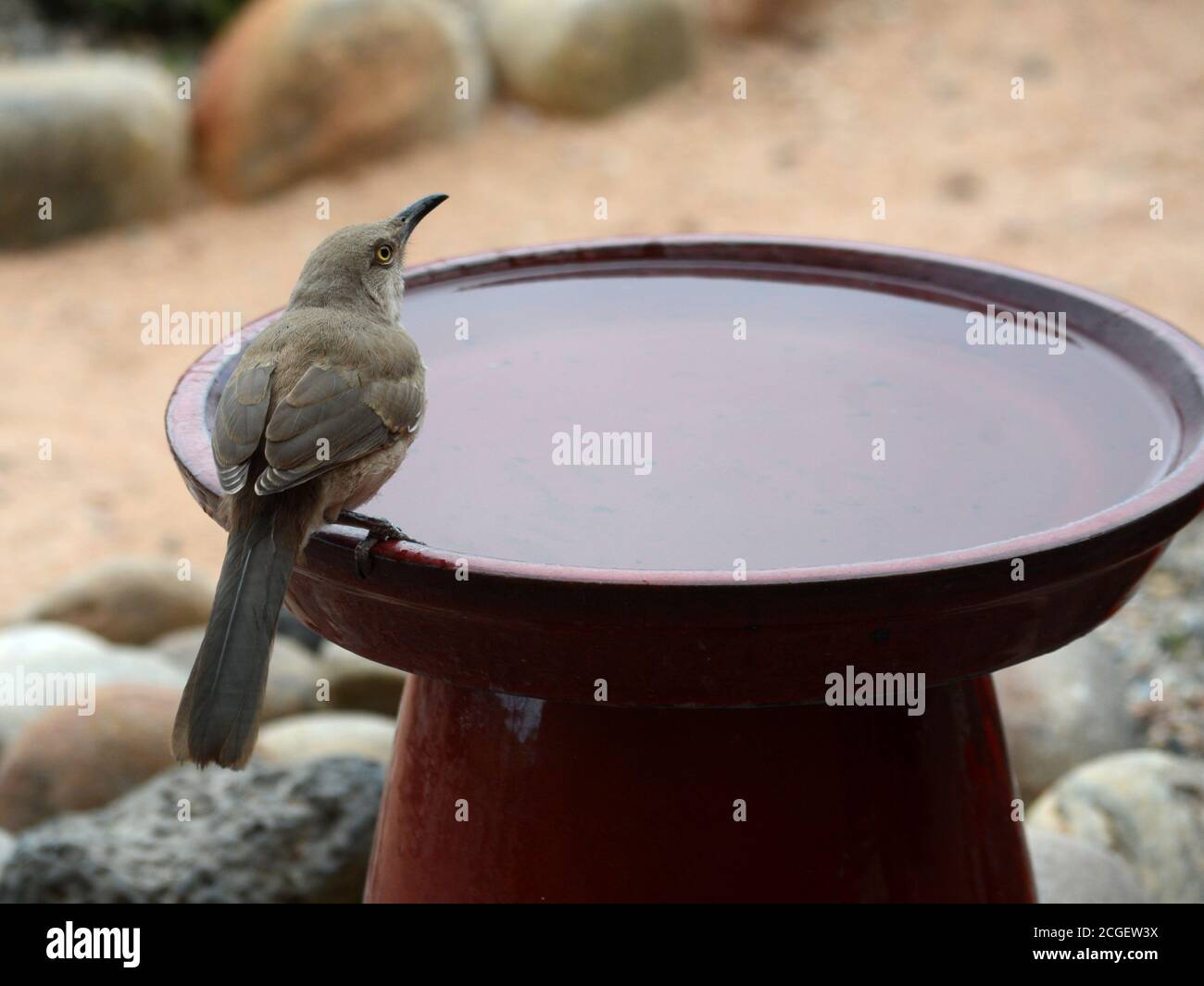 Ein Curve-billed thrasher (Toxostoma curvirostre) trinkt aus einem Hinterhof-Vogelbad. Stockfoto