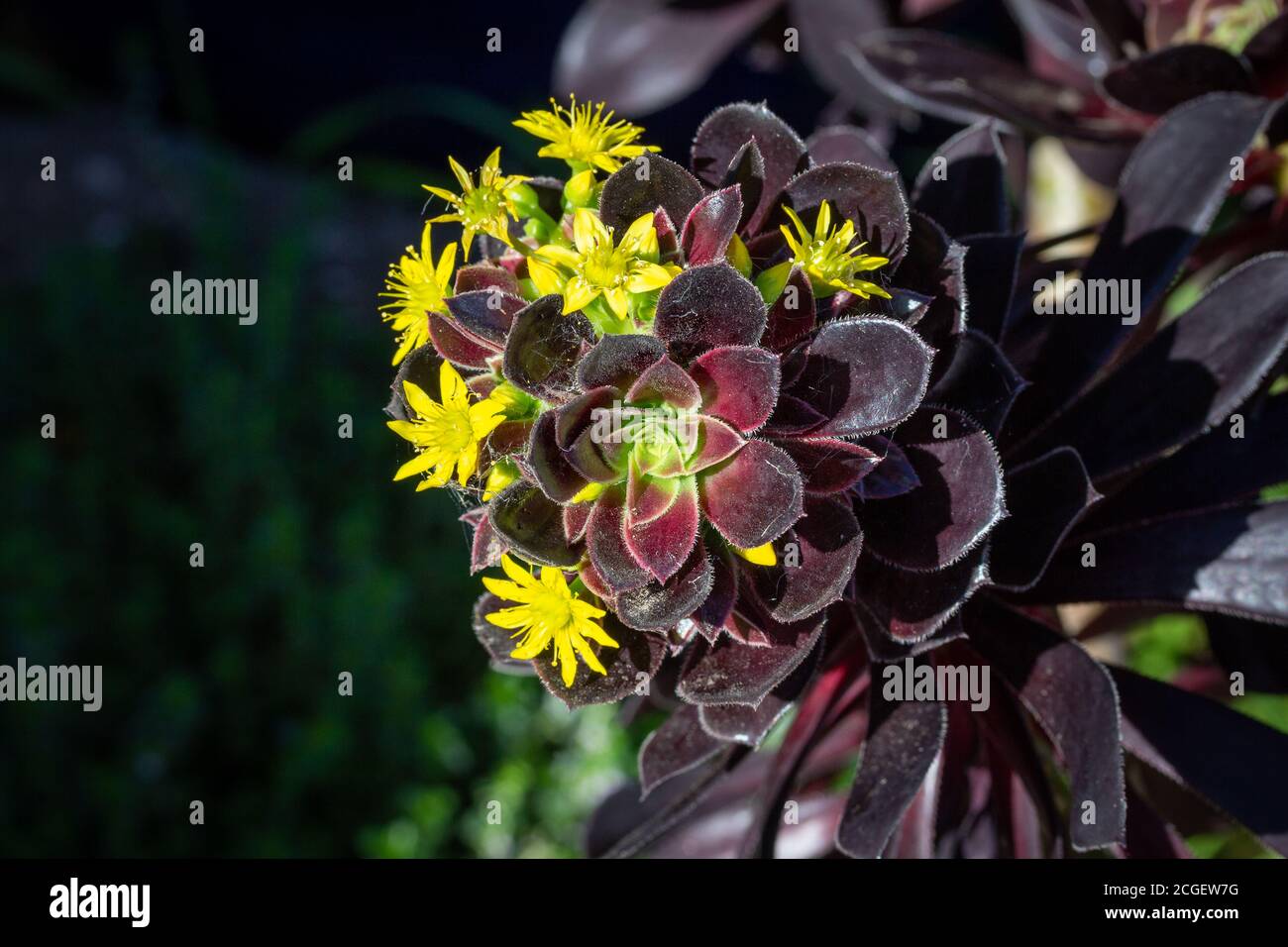 Schwarze Rose, Aeonium arboreum, blühend, gelbe Blüten. Auch der Baum aeonium, Baum houseleek oder irische Rose genannt, ist eine saftige, subtropische subs Stockfoto