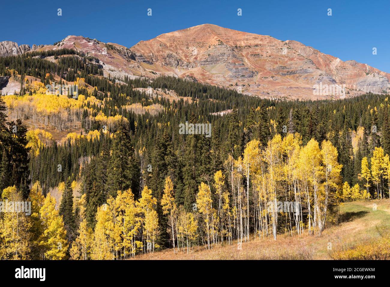 Grat der Ruby Range, erhebt sich über lebendige Farben der Herbst Aspen Bäume. Gelegen im Gunnison National Forest, Colorado. Stockfoto