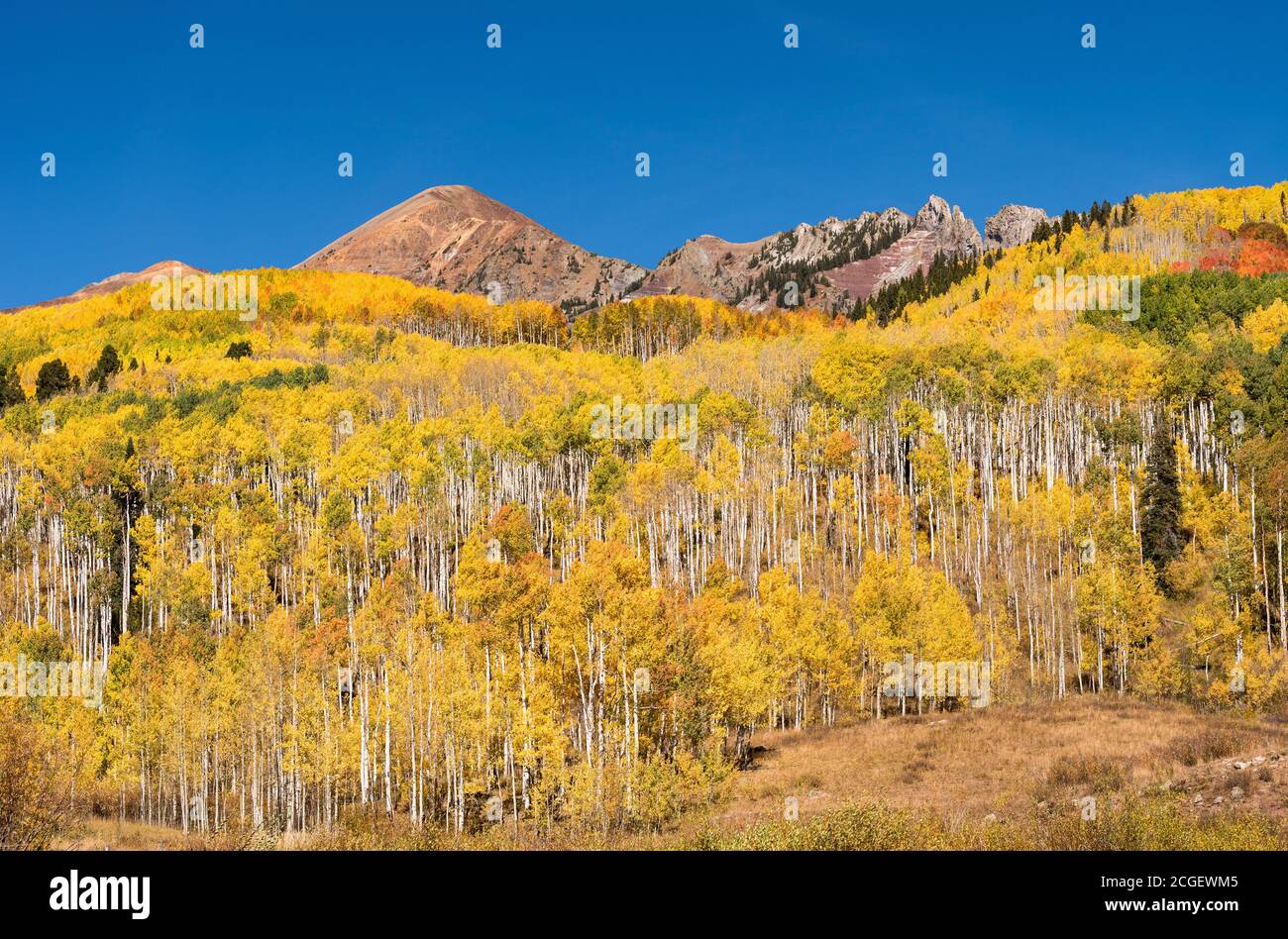 Grat der Ruby Range, erhebt sich über lebendige Farben der Herbst Aspen Bäume. Gelegen im Gunnison National Forest, Colorado. Stockfoto