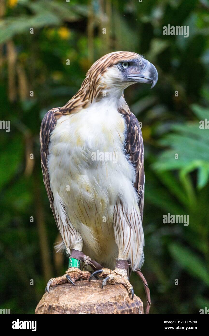 Ein gefährdeter philippinischer Adler in Gefangenschaft beim philippinischen Adler Zentrum in Davao City Stockfoto