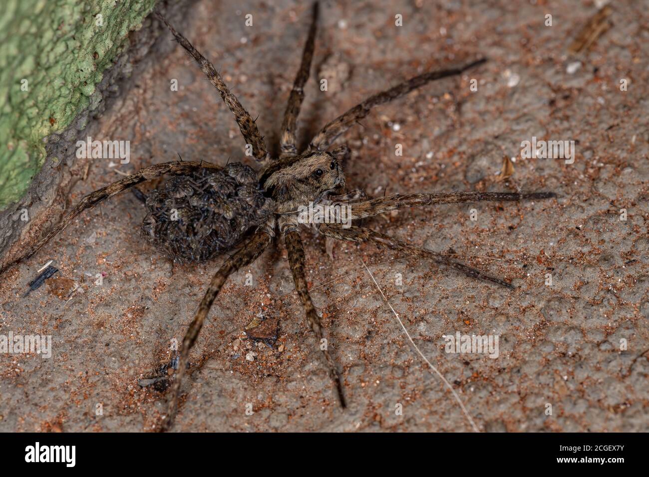 Wolfsspinne der Familie Lycosidae trägt die Jungen hinein Bauch