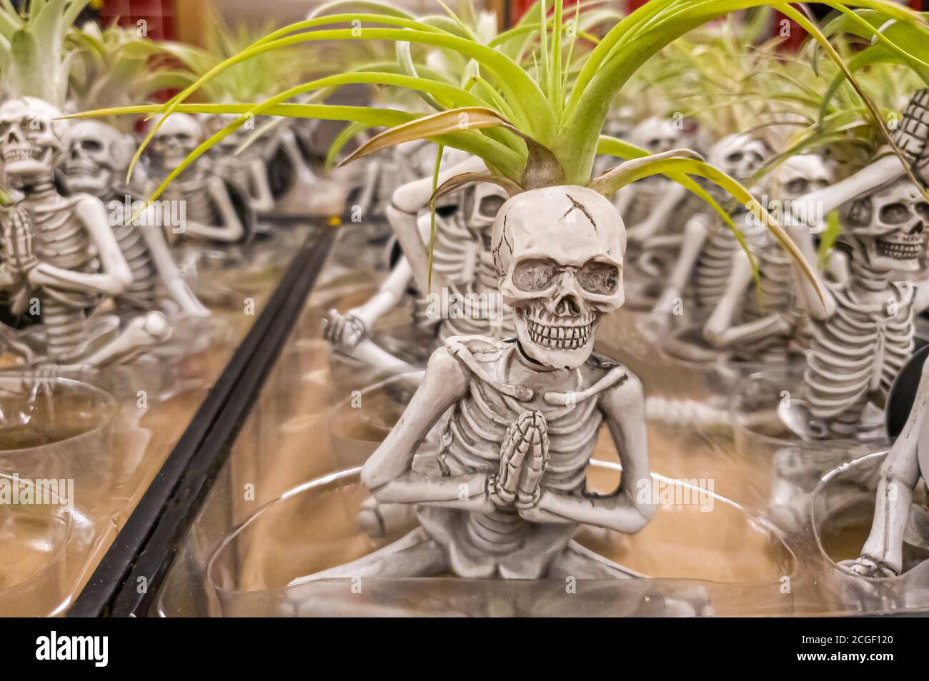 Miniatur halloween themed Skelett Figuren tun verschiedene Yoga-Bewegungen. Das Kopfstück jedes Skeletts dient als Pflanzentopf Stockfoto