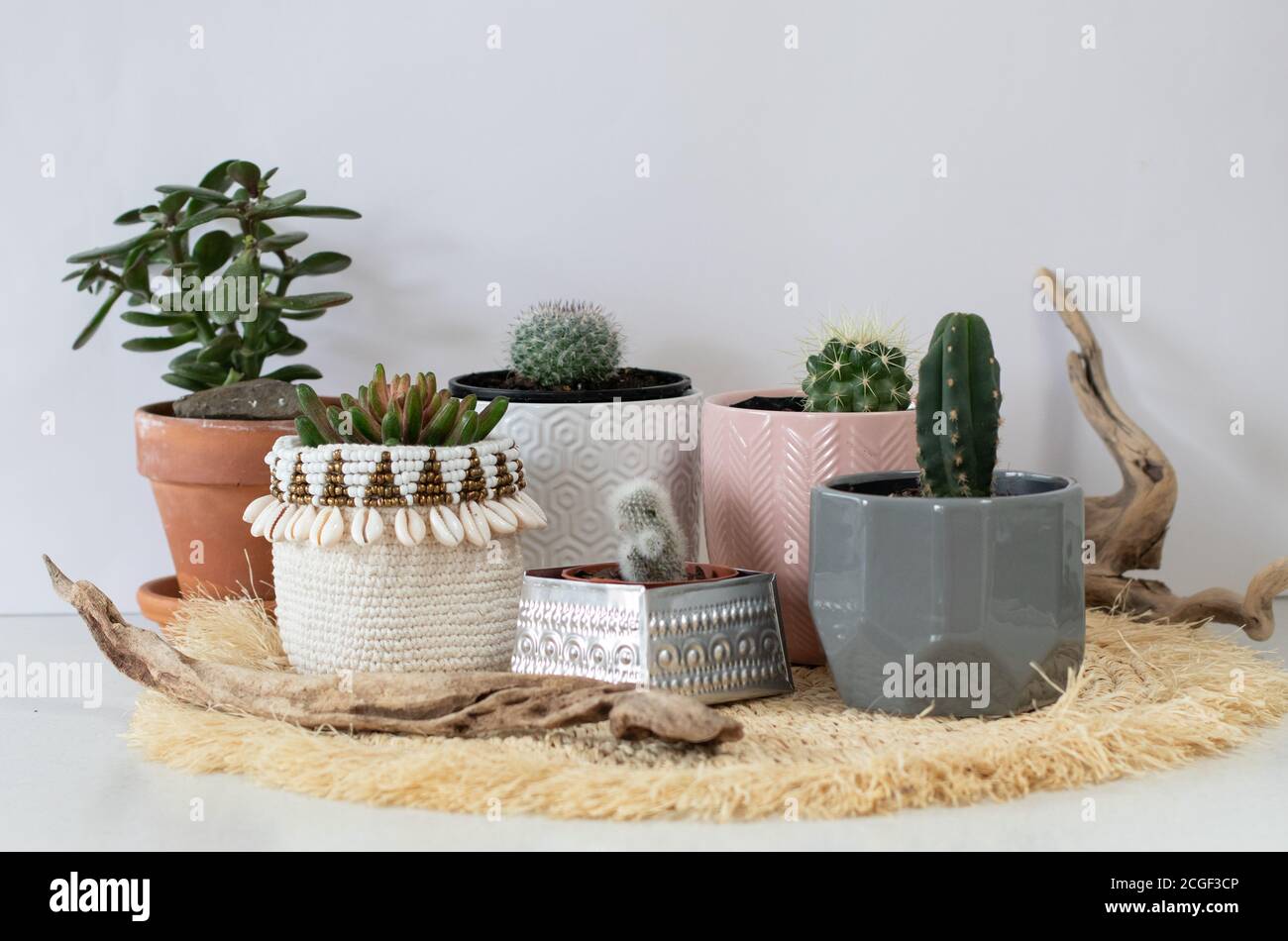 Sammlung von kleinen Kaktuspflanzen in Töpfen Stockfoto