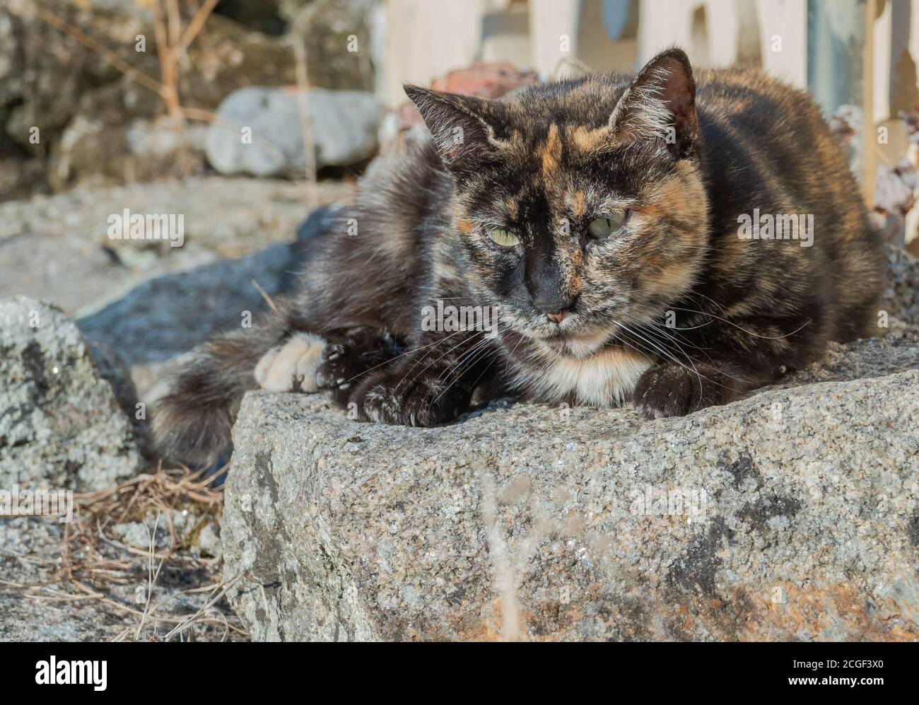Katze liegt auf einem Stein in der Sonne sieht an Die Kamera Stockfoto