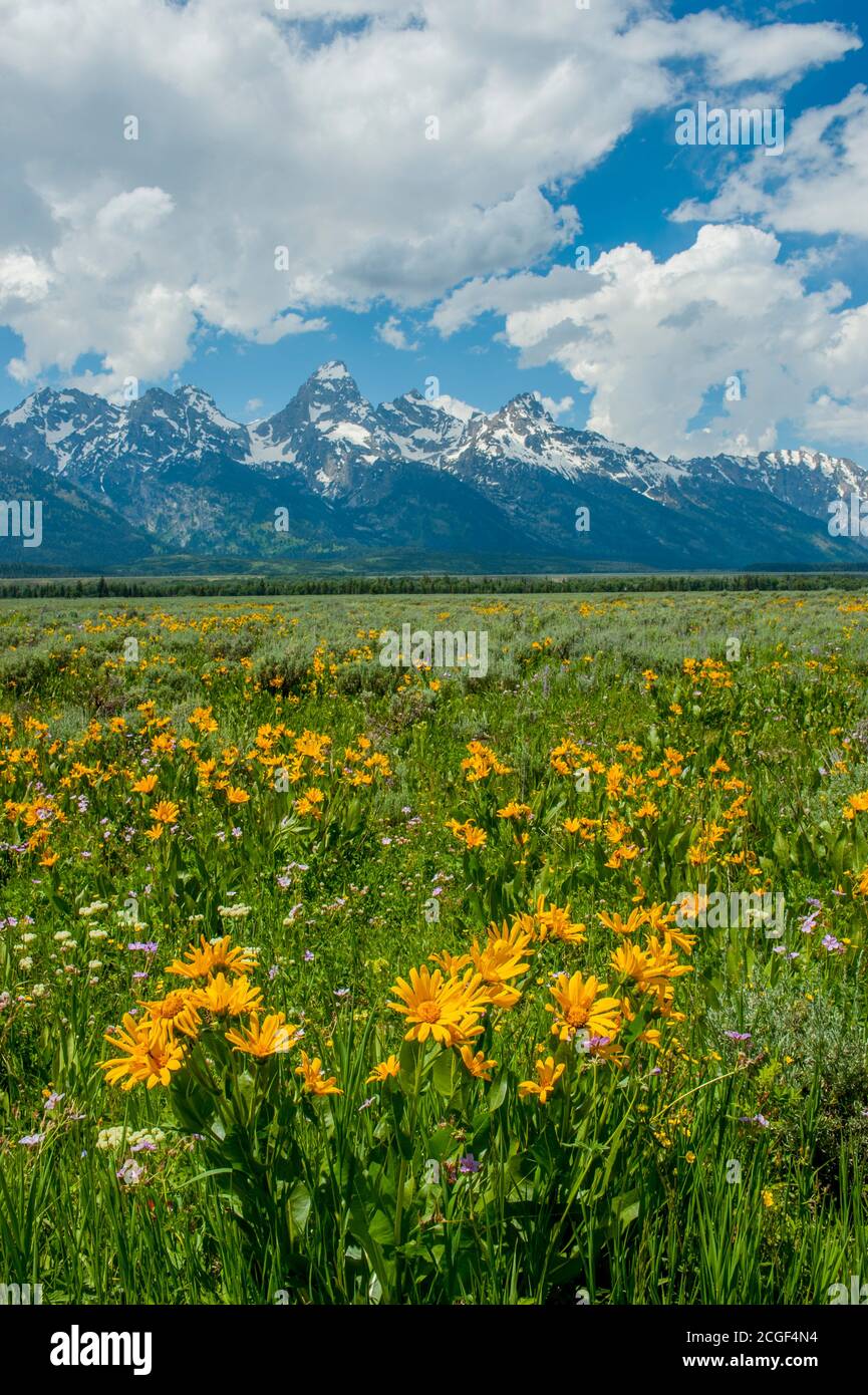 Landschaft mit den Grand Teton Bergen mit Arrowleaf Balsamroot (Balsamorhiza sagittata ) Und Geranienwildblumen im Vordergrund im Grand T Stockfoto