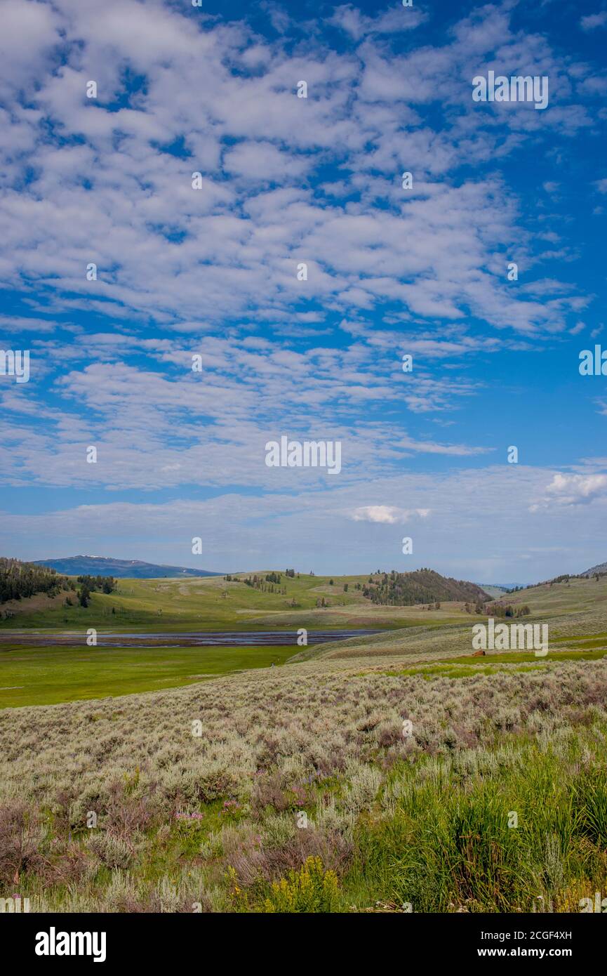 Das Lamar Valley im Yellowstone National Park in Wyoming, USA. Stockfoto