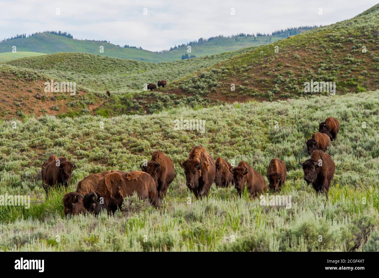 Eine Bisonherde im Lamar Valley im Yellowstone National Park in Wyoming, USA. Stockfoto