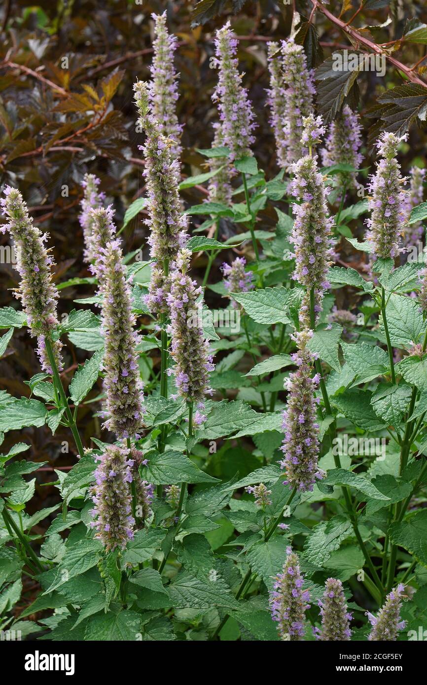 Anis-Ysop (Agastache foeniculum). Auch Blue Giant Ysop genannt, duftender Giant Ysop und Lavendel Giant Ysop Stockfoto