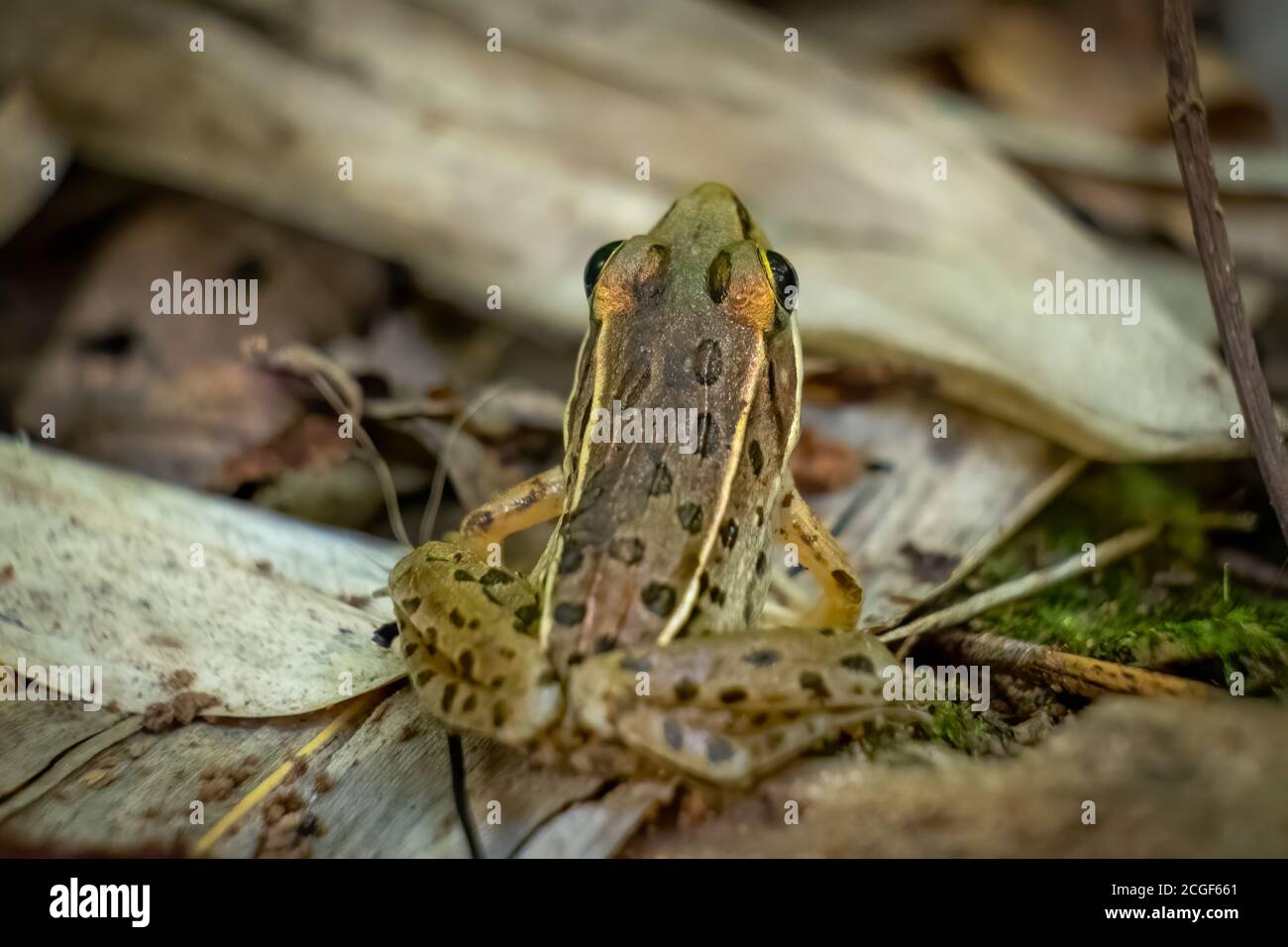 Nahaufnahme Leopardenfrosch Stockfotos Und Bilder Kaufen Alamy