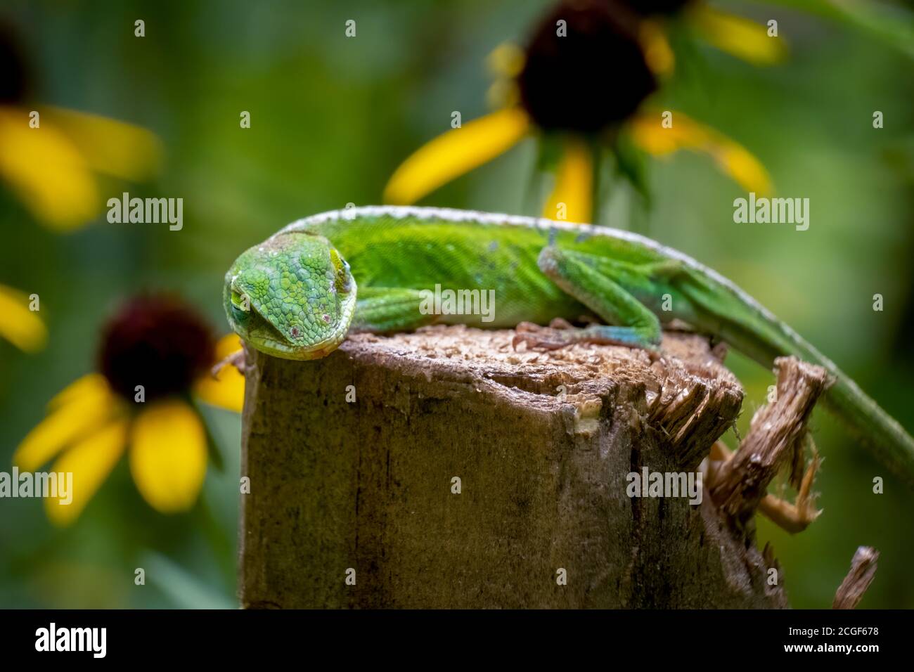 Schlafende Carolina Anole oder Green Anole auf einem Holzspieß, wie ein Hund liegend. Raleigh, North Carolina. Stockfoto