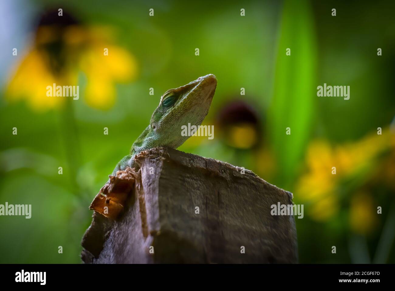 Carolina Anole oder Green Anole auf einem Holzspieß. Raleigh, North Carolina. Stockfoto