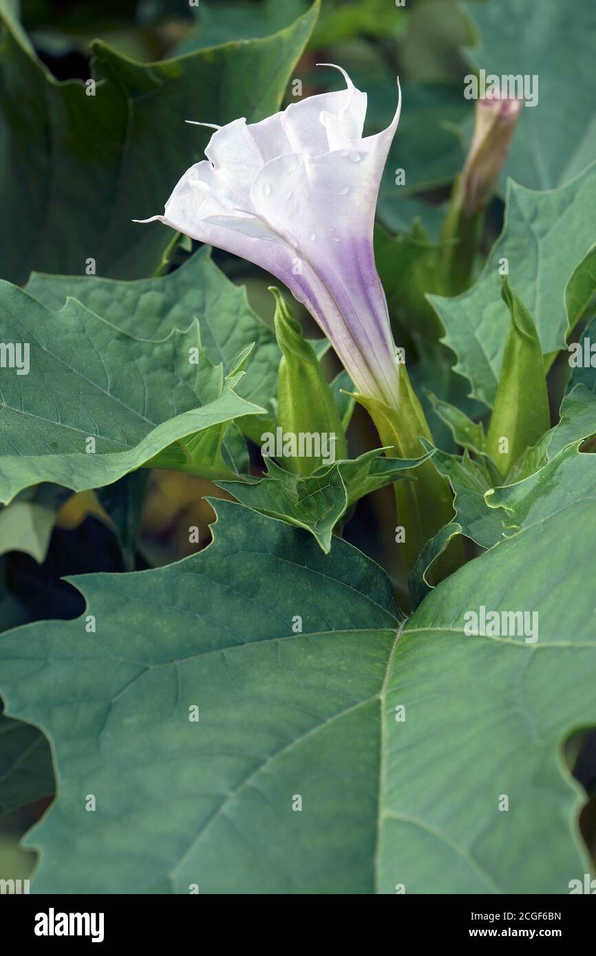 Jimsonweed (Datura stramonium). Genannt Devil's Snare, Hell's Glocken, Devil's Weed, Tolguacha, Jamestown Weed, Pricklyburr, Devil's Gurke und Thornap Stockfoto