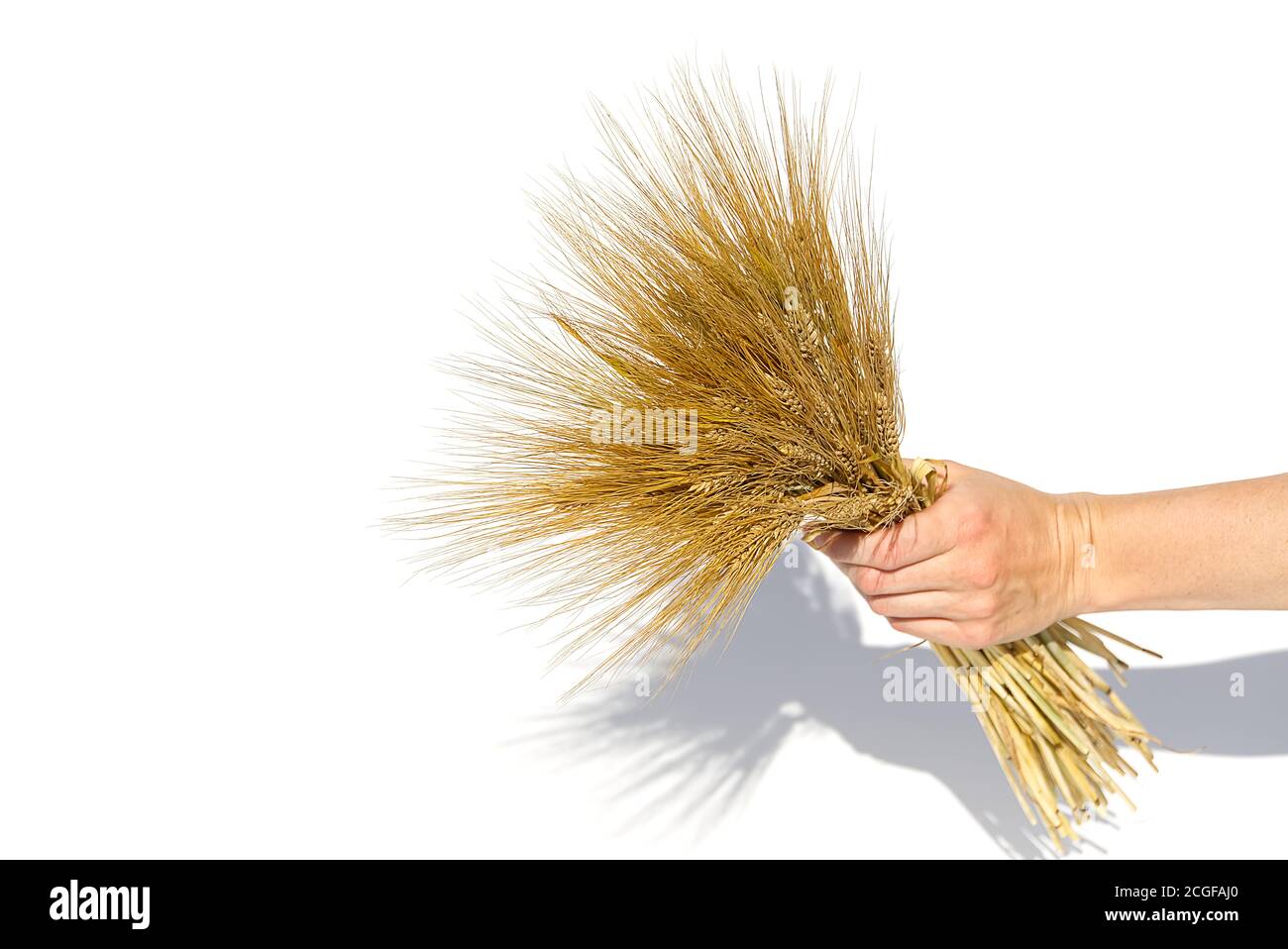 Frau Hand halten Weizenohren isoliert auf dem weißen Hintergrund mit Kopierraum. Stockfoto