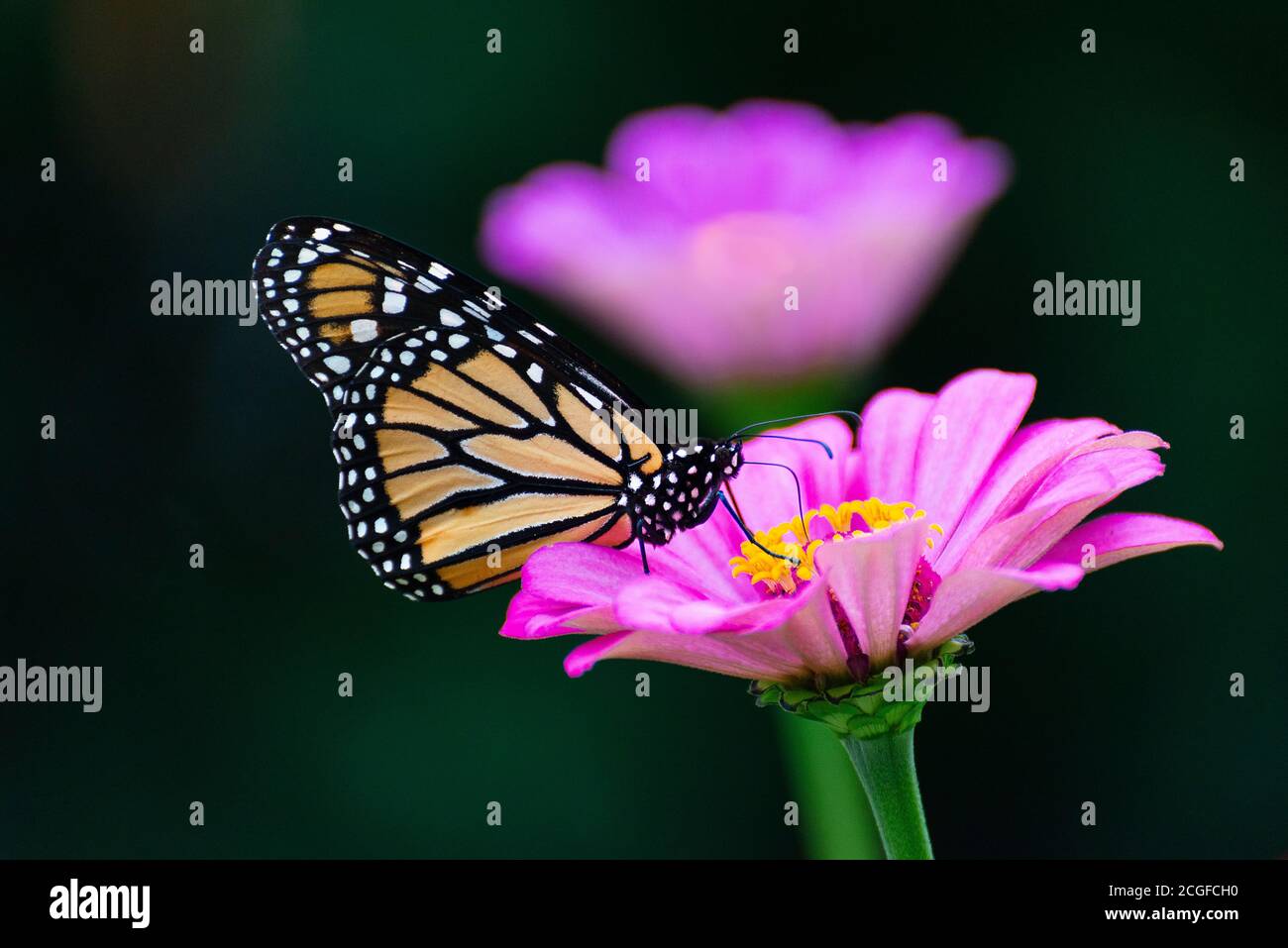Monarch Butterfly auf Purple Zinnia Stockfoto