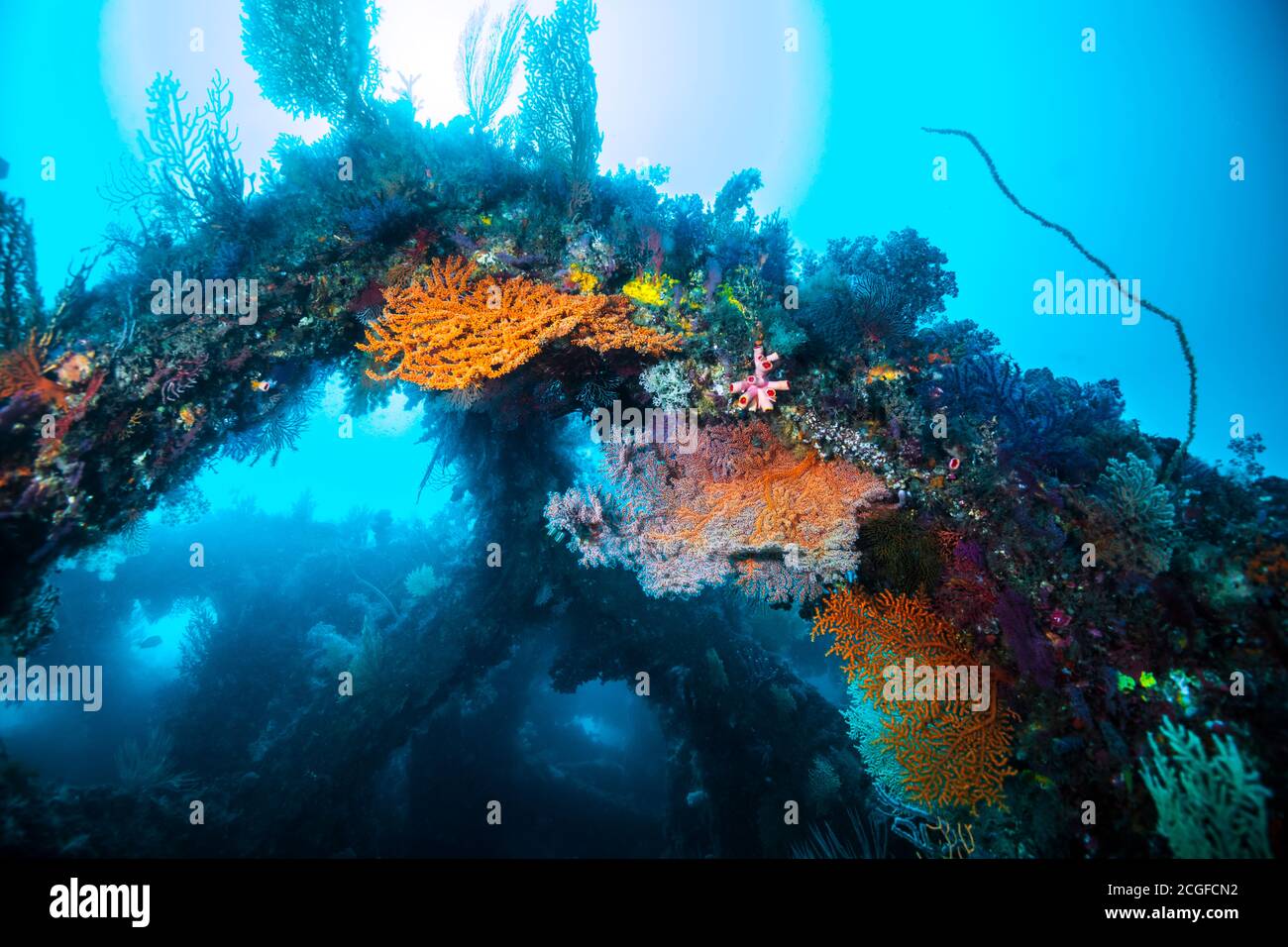 Viele bunte Weichkorallen bedecken das künstliche Fischriff vor dem Hintergrund des Sonnenlichts. Stockfoto