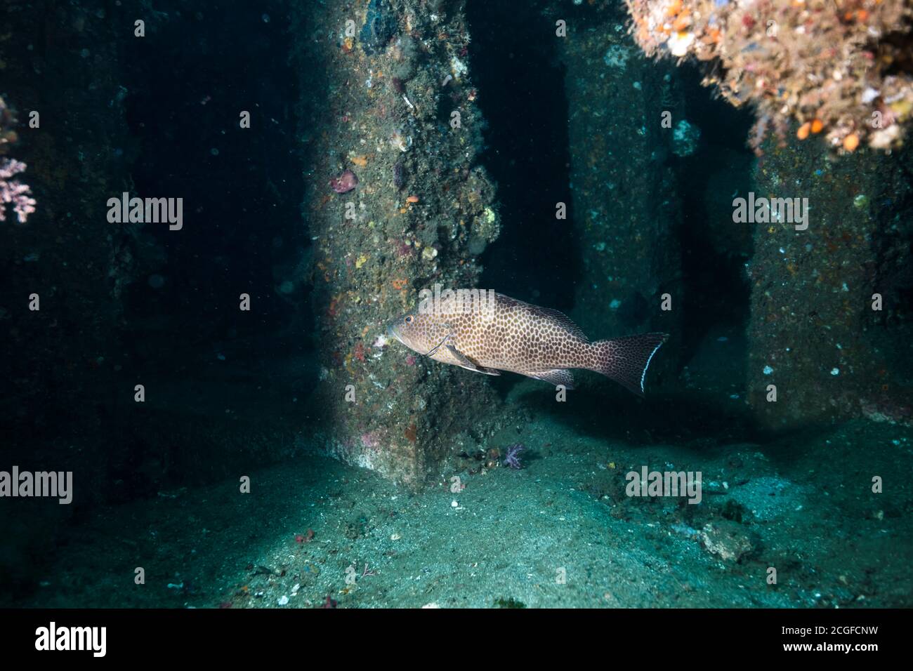 Areolate Zackenbarsch ,Epinephelus areolatus (Forsskål, 1775), an einem künstlichen Fischriff Stockfoto