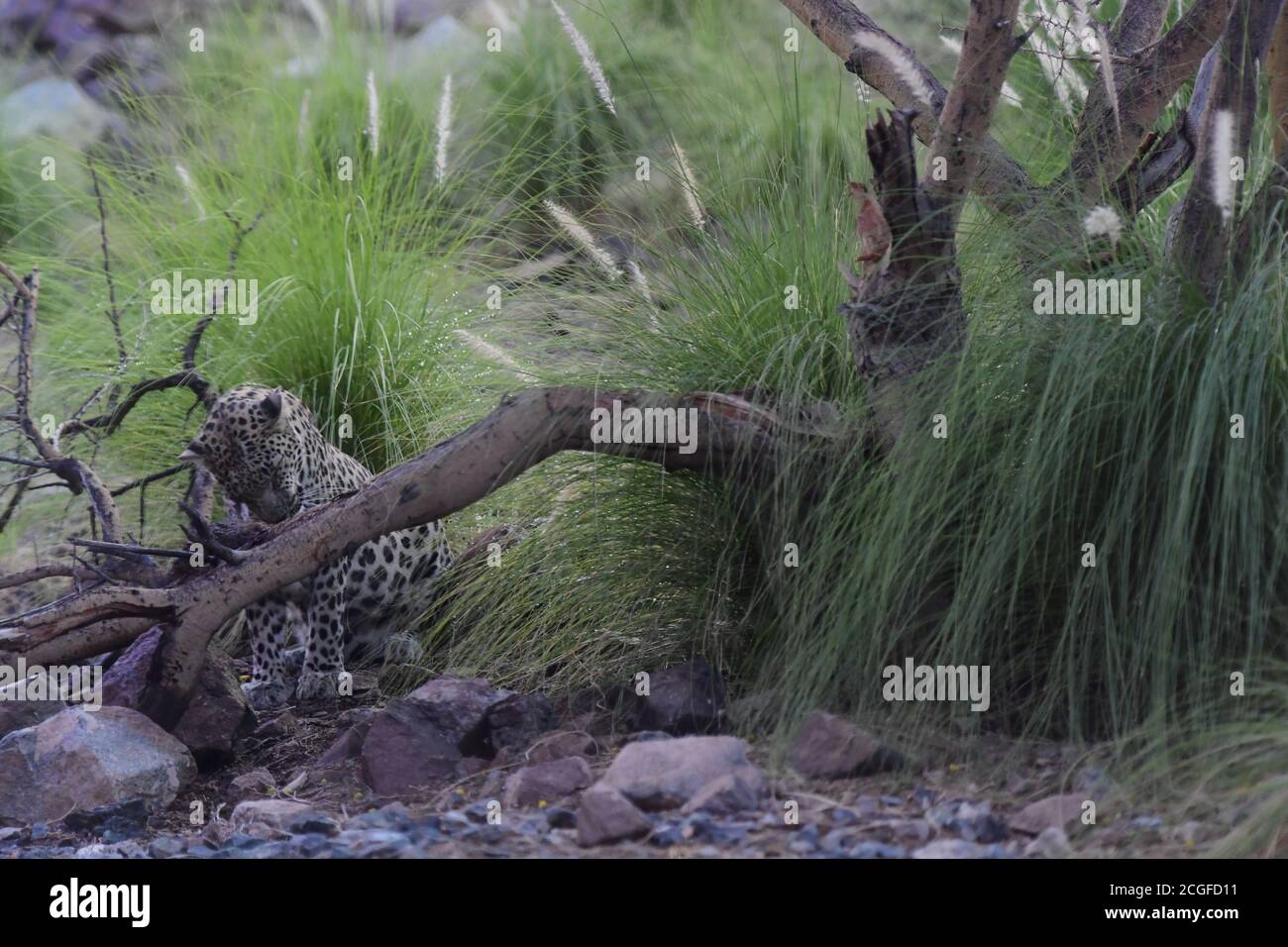 Arabischer Leopard (Panthera pardus nimr), der auf der Arabischen Halbinsel beheimatet ist und auf der Roten Liste der vom Aussterben bedrohten IUCN im Al Hefaiyah Mountain Conservation Centre steht. Stockfoto