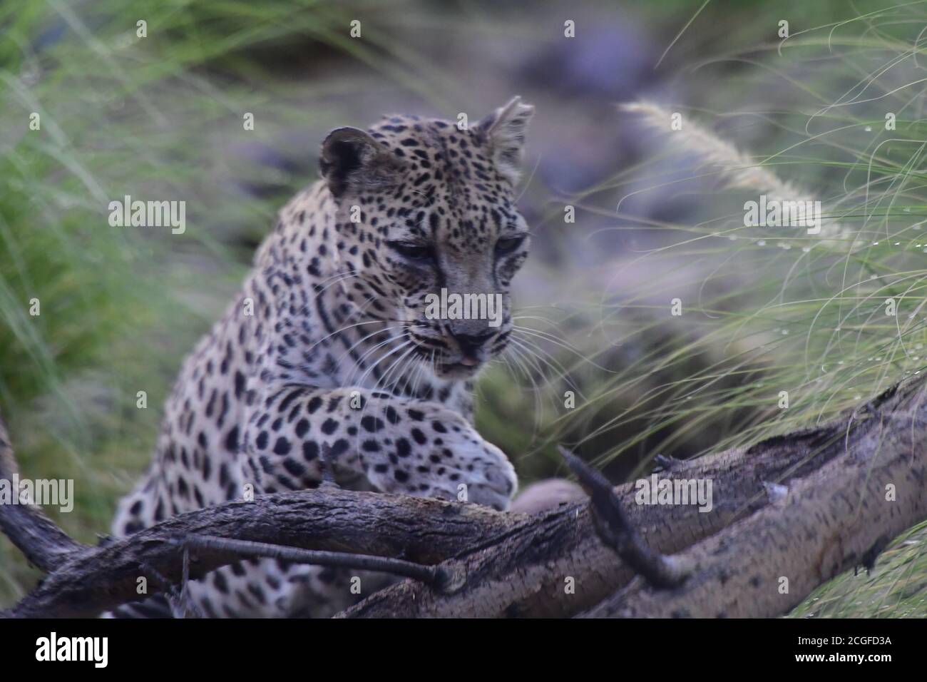 Arabischer Leopard (Panthera pardus nimr), der auf der Arabischen Halbinsel beheimatet ist und auf der Roten Liste der vom Aussterben bedrohten IUCN im Al Hefaiyah Mountain Conservation Centre steht. Stockfoto