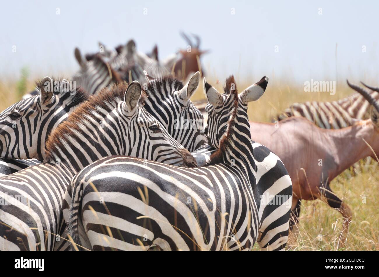 Plains Zebra (Equus quagga) Herde halten einen wachsamen Blick im Masai Mara National Park Reserve, Kenia. Stockfoto