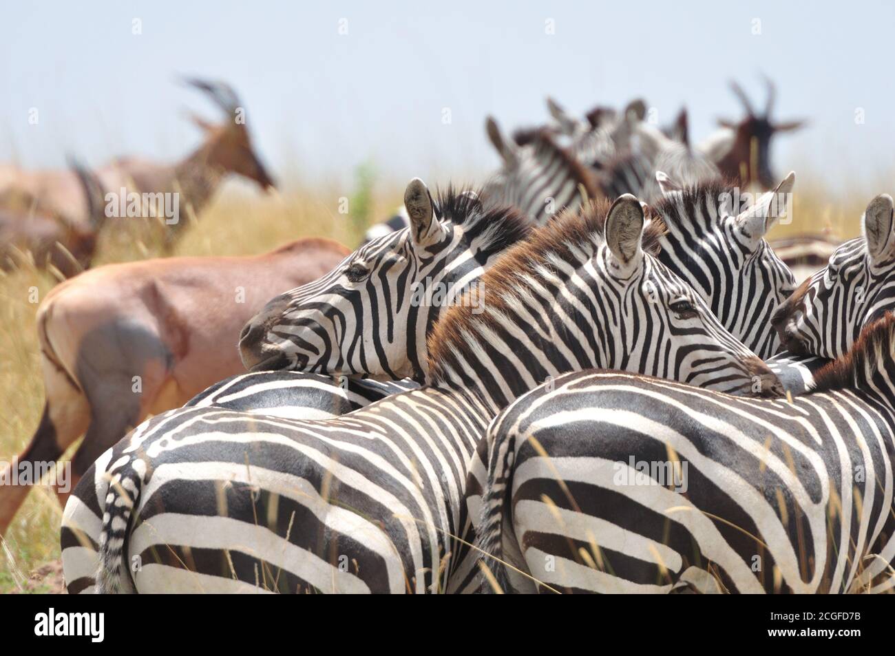 Plains Zebra (Equus quagga) Herde halten einen wachsamen Blick im Masai Mara National Park Reserve, Kenia. Stockfoto