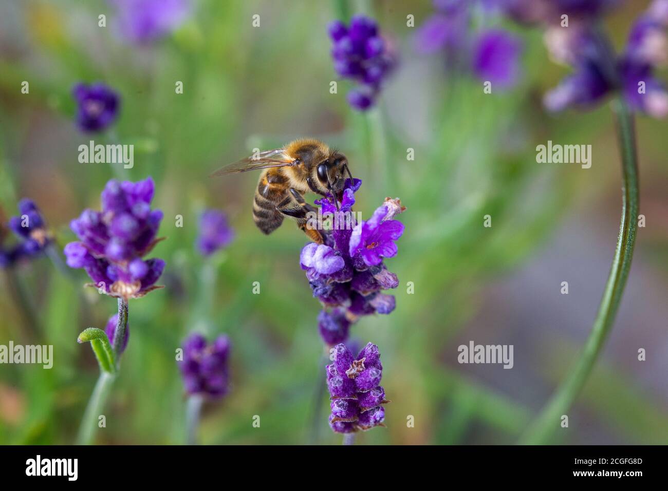 Honigbiene, die Pollen von einer Lavendelpflanze in einem nimmt Englischer Garten Stockfoto