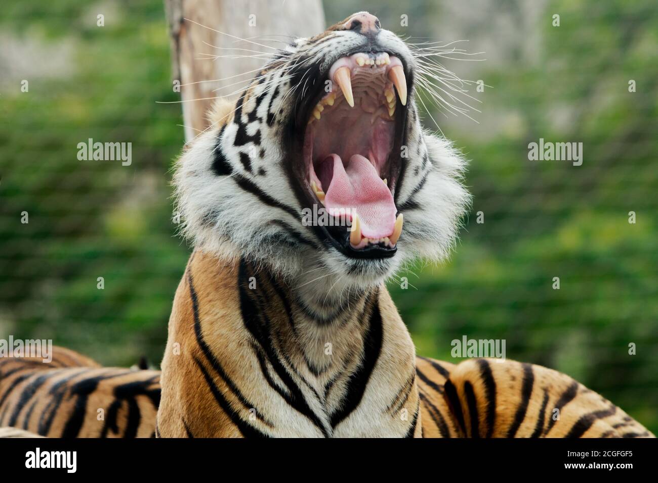 Nahaufnahme eines Sumatran Tiger Gähnen mit einem natürlichen Grüner Bokeh-Hintergrund Stockfoto