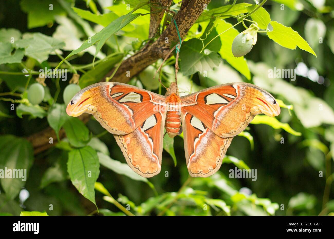 Große Atlasmote (Attacus Atlas), die in üppig grünem Wald ruht. Der Atlas Moth ist der größte der Welt und lebt nur für 1 Woche. Stockfoto