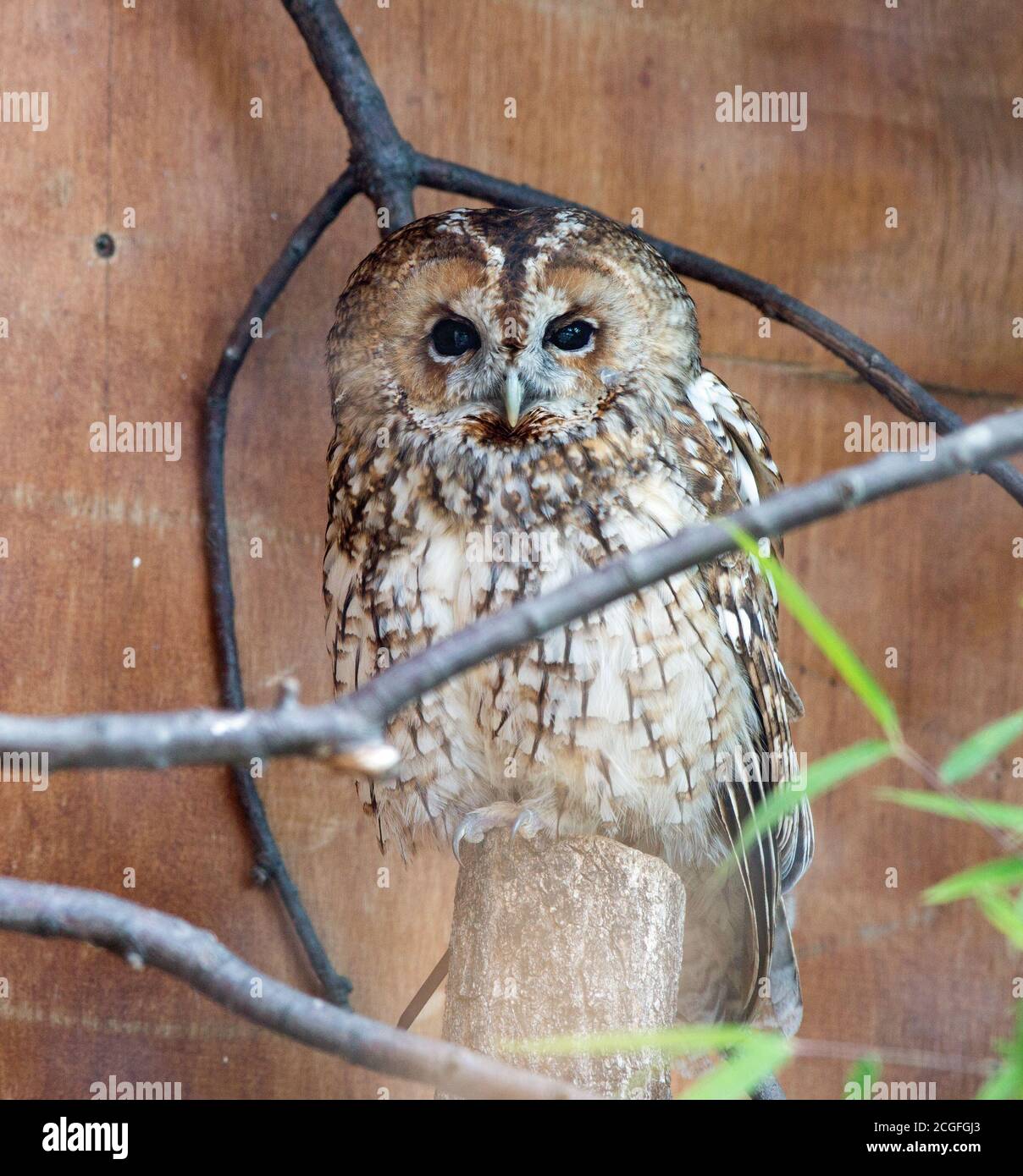 Little Owl thronte neben einem toten Stamm in Gefangenschaft, Blick in die Kamera, ZSL London Stockfoto