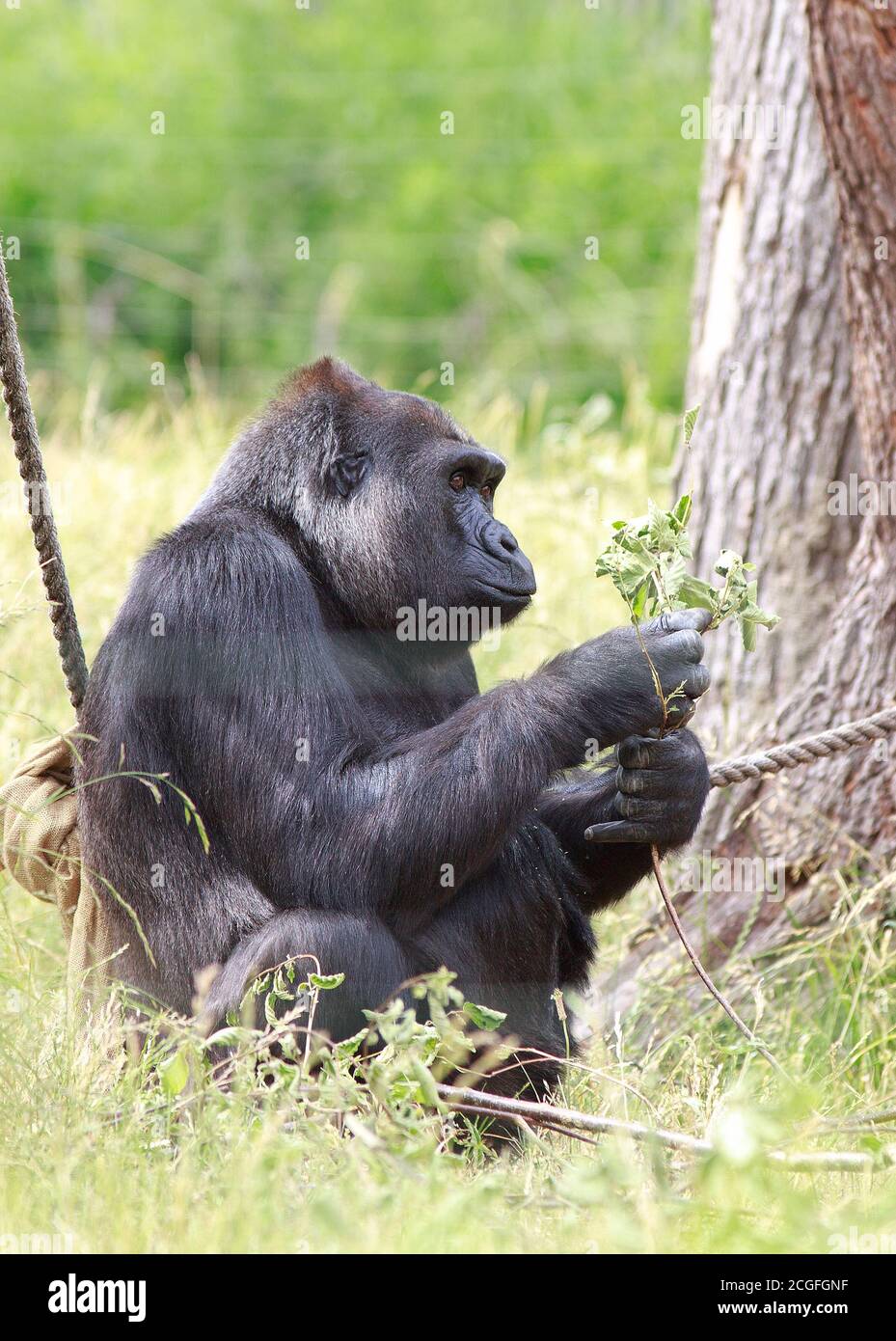 WESTERN Lowland Gorilla sitzt glücklich Fütterung auf einem Zweig der Blätter - in Gefangenschaft Stockfoto