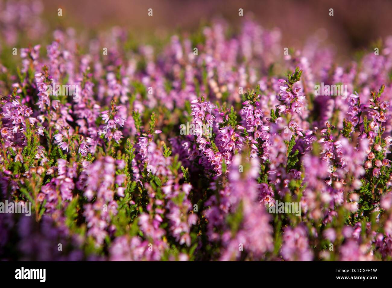 Heather Pflanze Nahaufnahme Detail der Blüte auf Haworth Moor  Stockfotografie - Alamy