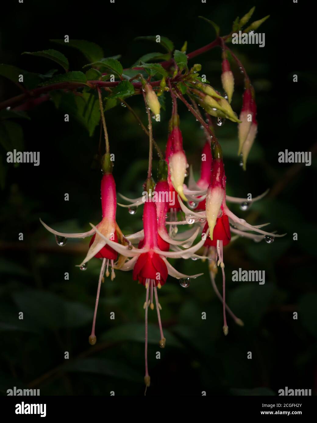 Schöne Nahaufnahme von roten Blumenköpfen. Dunkler, fast schwarzer Hintergrund. Regentropfen sichtbar auf den Blütenblättern. Stockfoto