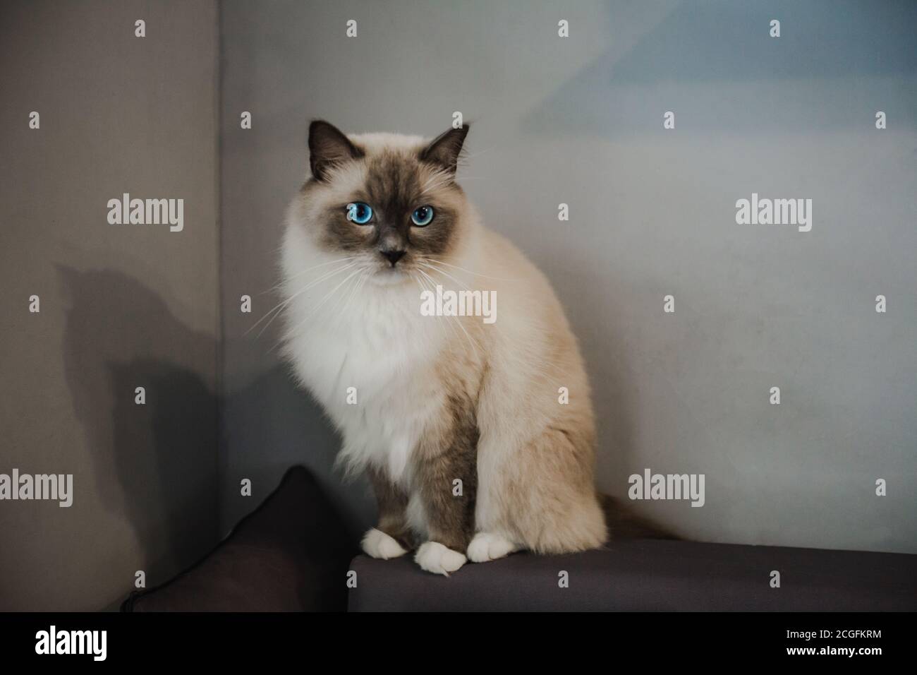 Ragdoll Katze Stockfoto