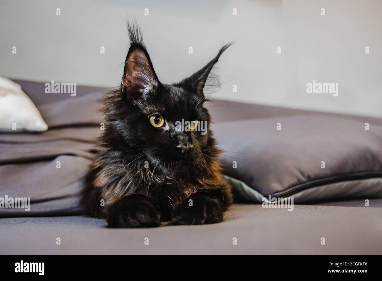 Katze Stockfoto