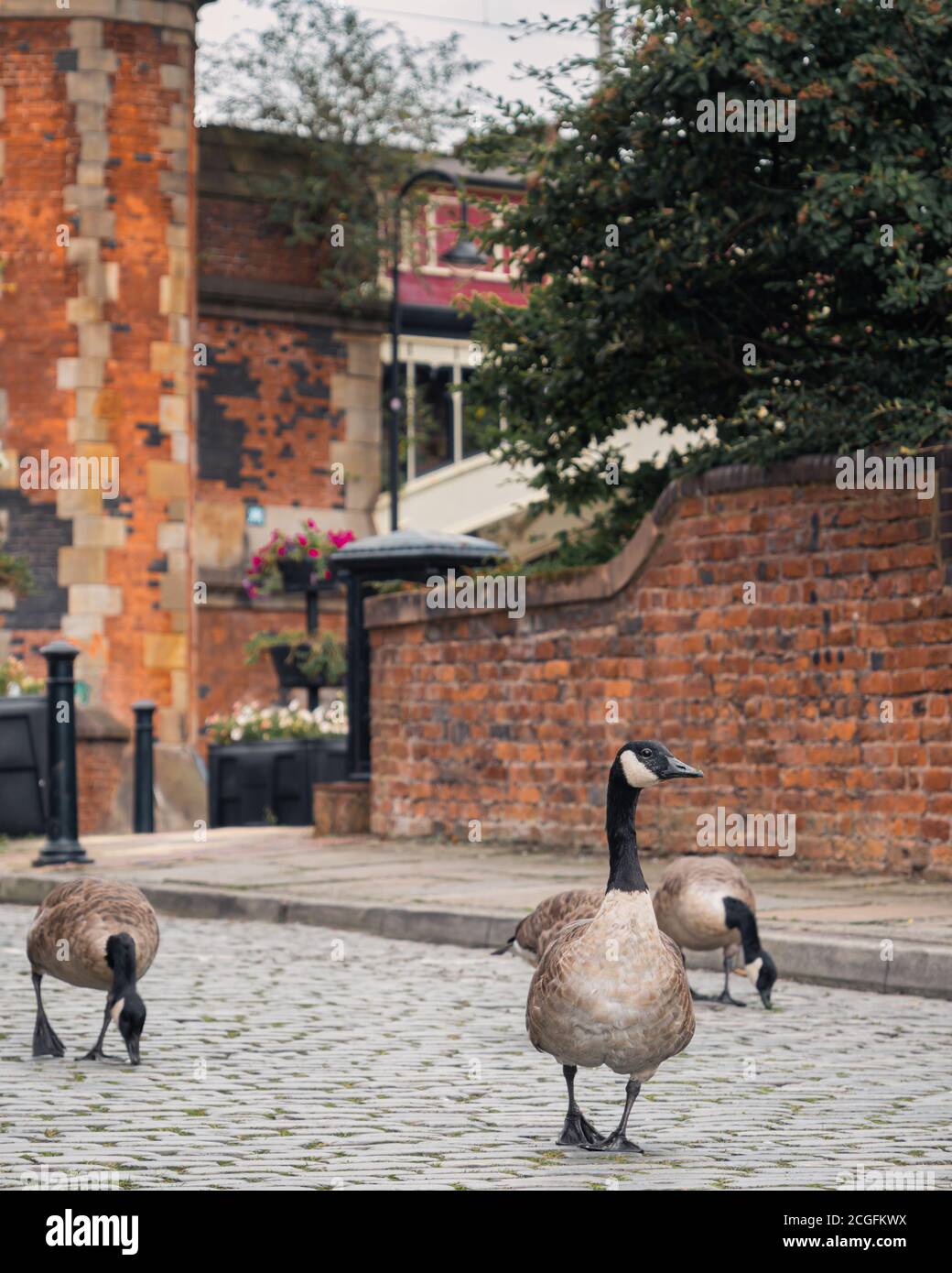 Kanada Gänse watdeln um Castlefield, Manchester Stockfoto