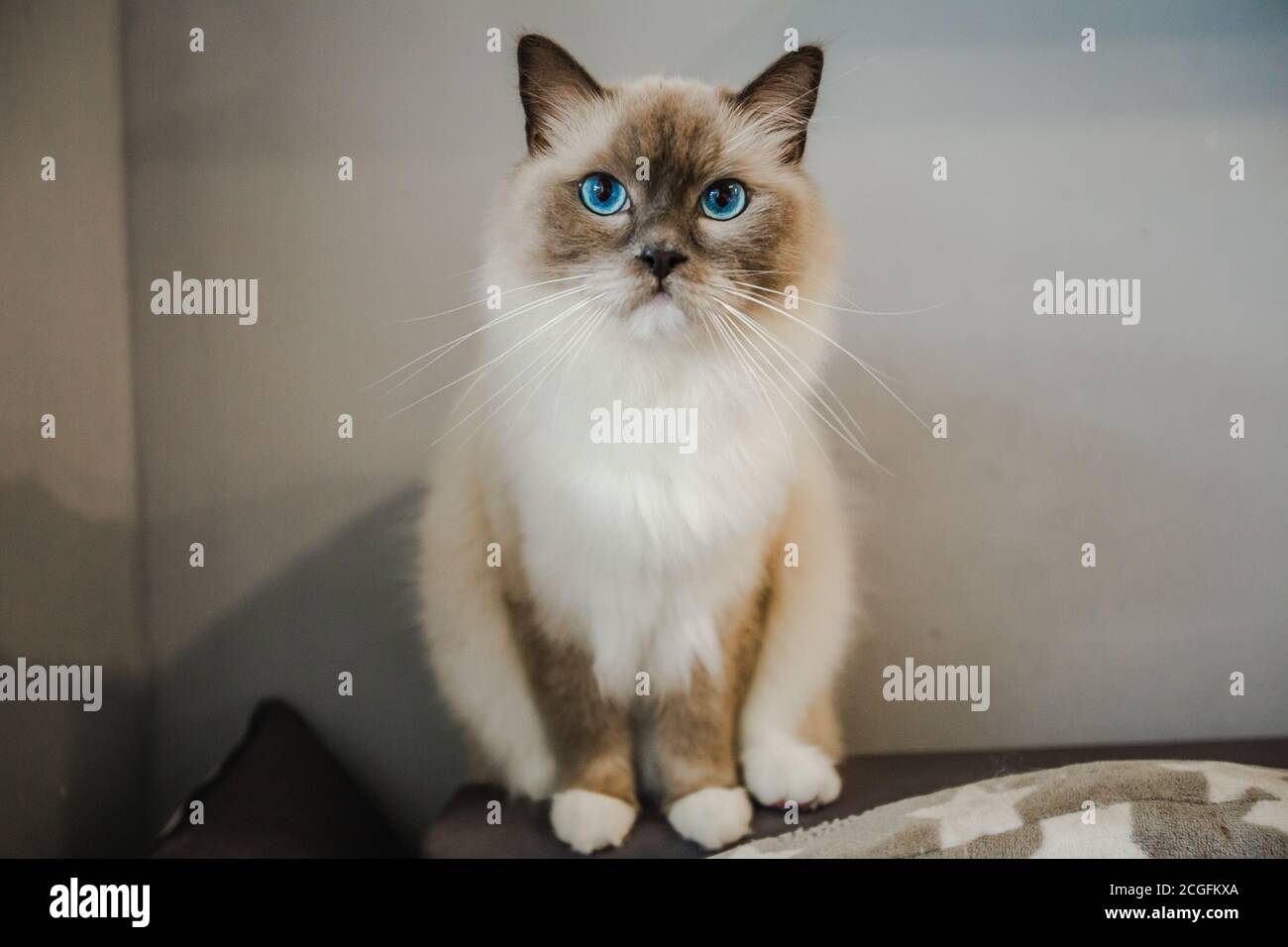 Ragdoll Katze Stockfoto