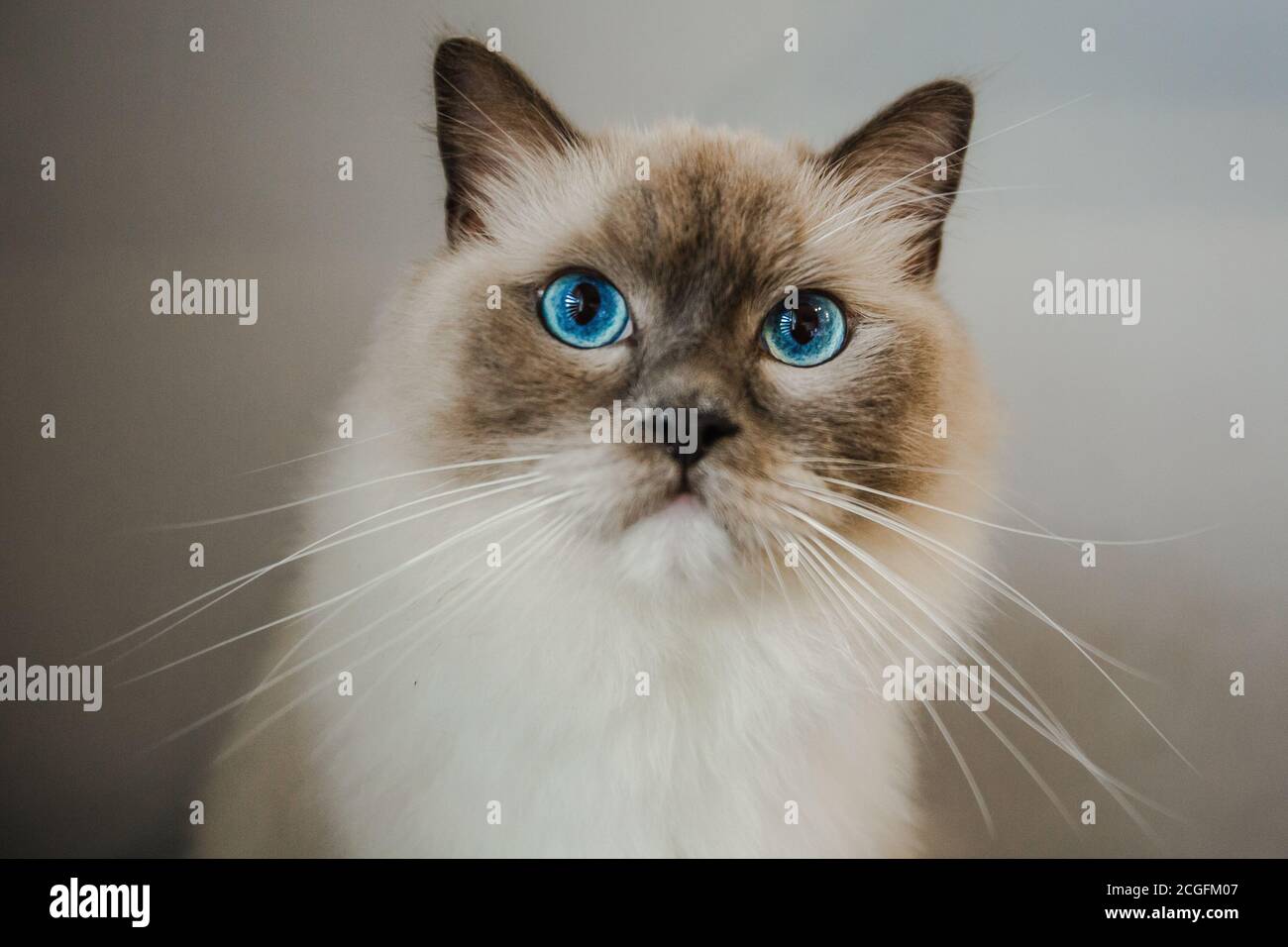 Ragdoll Katze Stockfoto