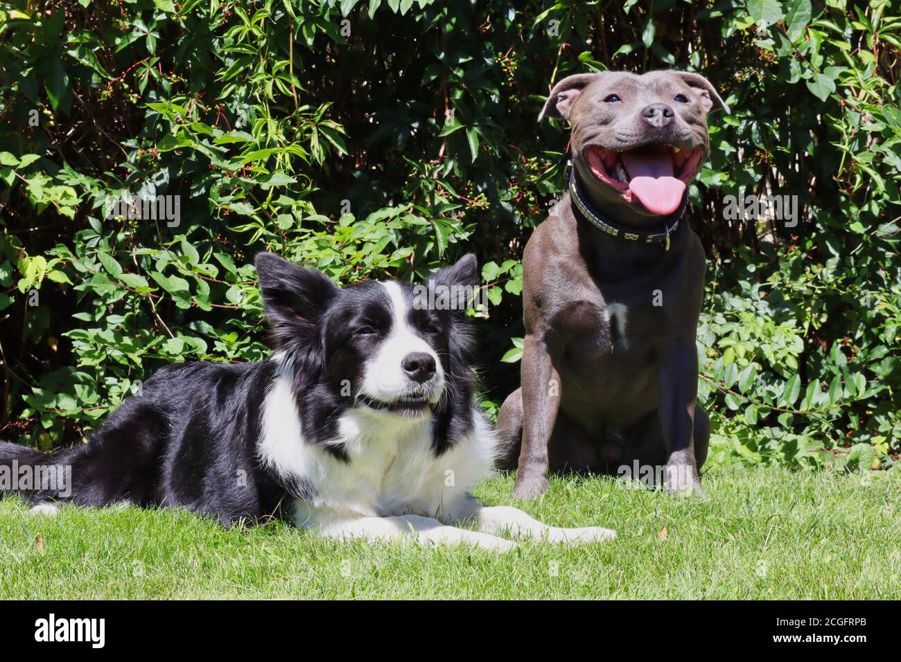 Englisch Staffordshire Bull Terrier und Border Collie Hanging out in the Garden during Sunny Day. Freundliche Blue Staffy und Schwarz und Weiß Hund. Stockfoto
