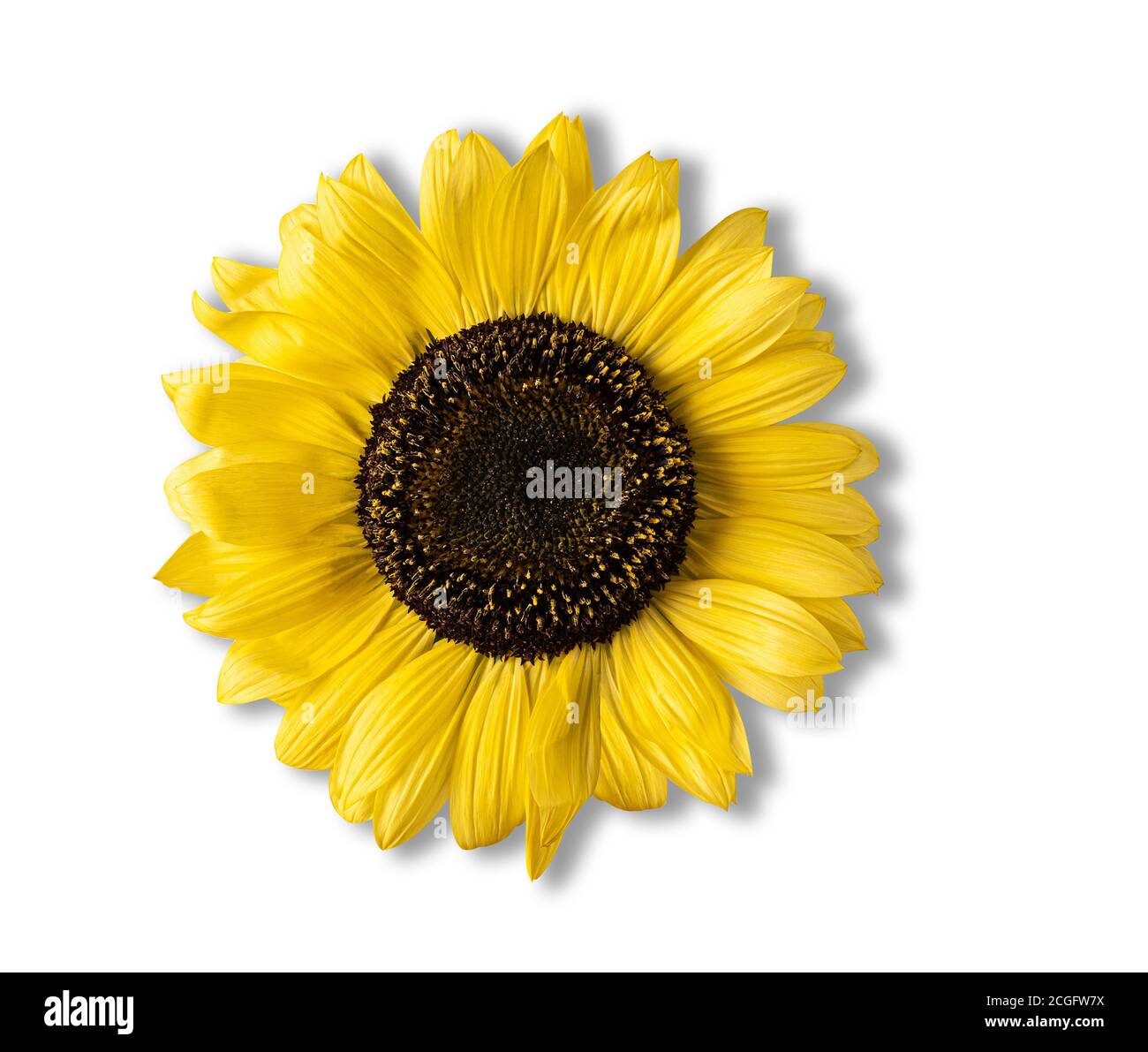 Eine leuchtend gelbe Sonnenblume mit Schatten isoliert auf weißem Hintergrund. Direkt über der Ansicht. Speicherplatz kopieren. Stockfoto